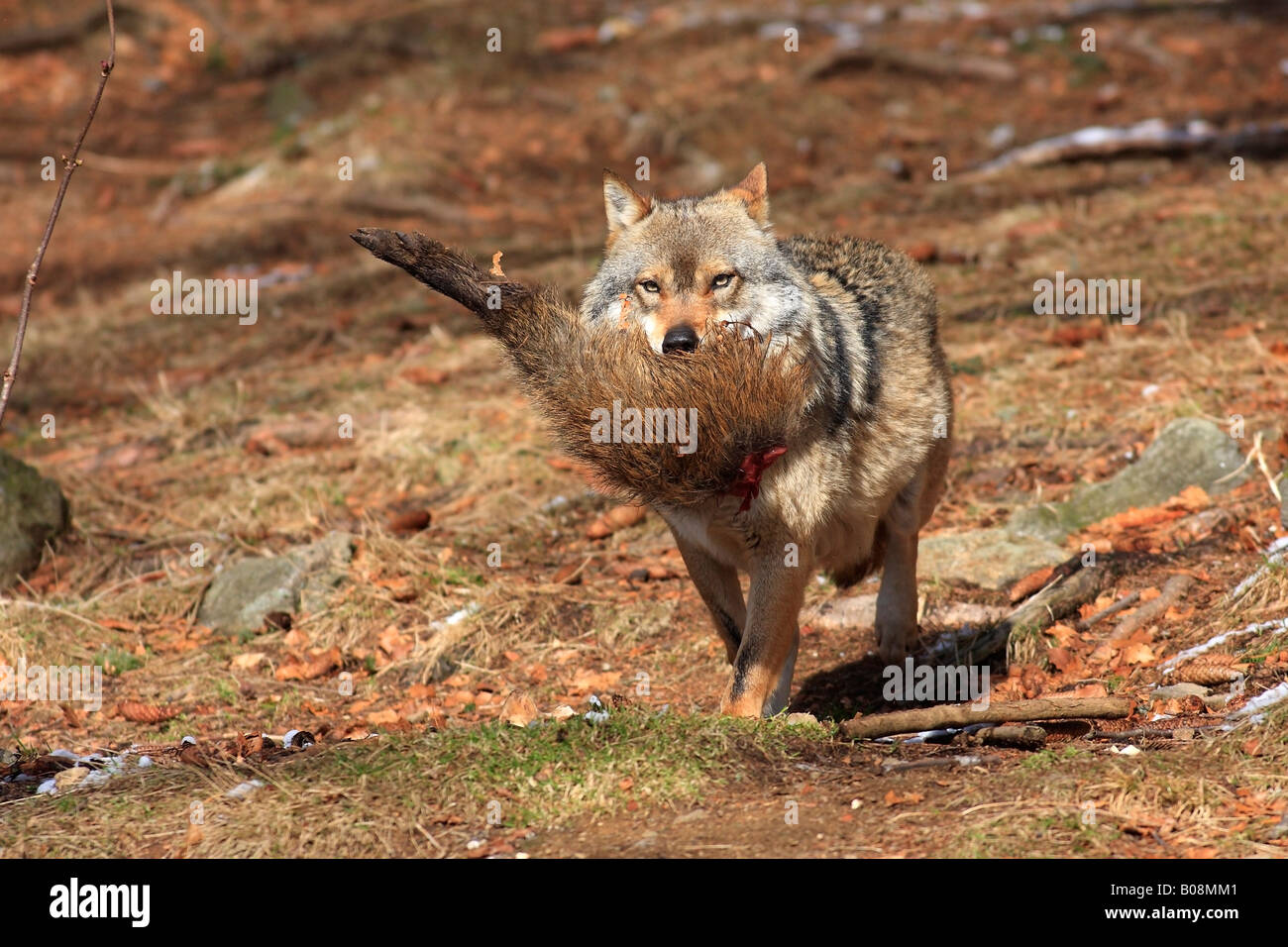 Graue Wölfe oder Timber Wolf (Canis Lupus) Beute im Maul halten Stockfoto