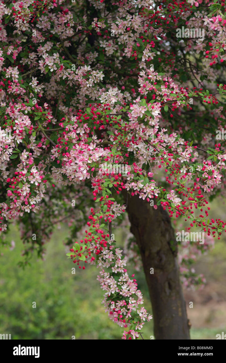 MALUS FLORIBUNDA BLOSSOM Stockfoto