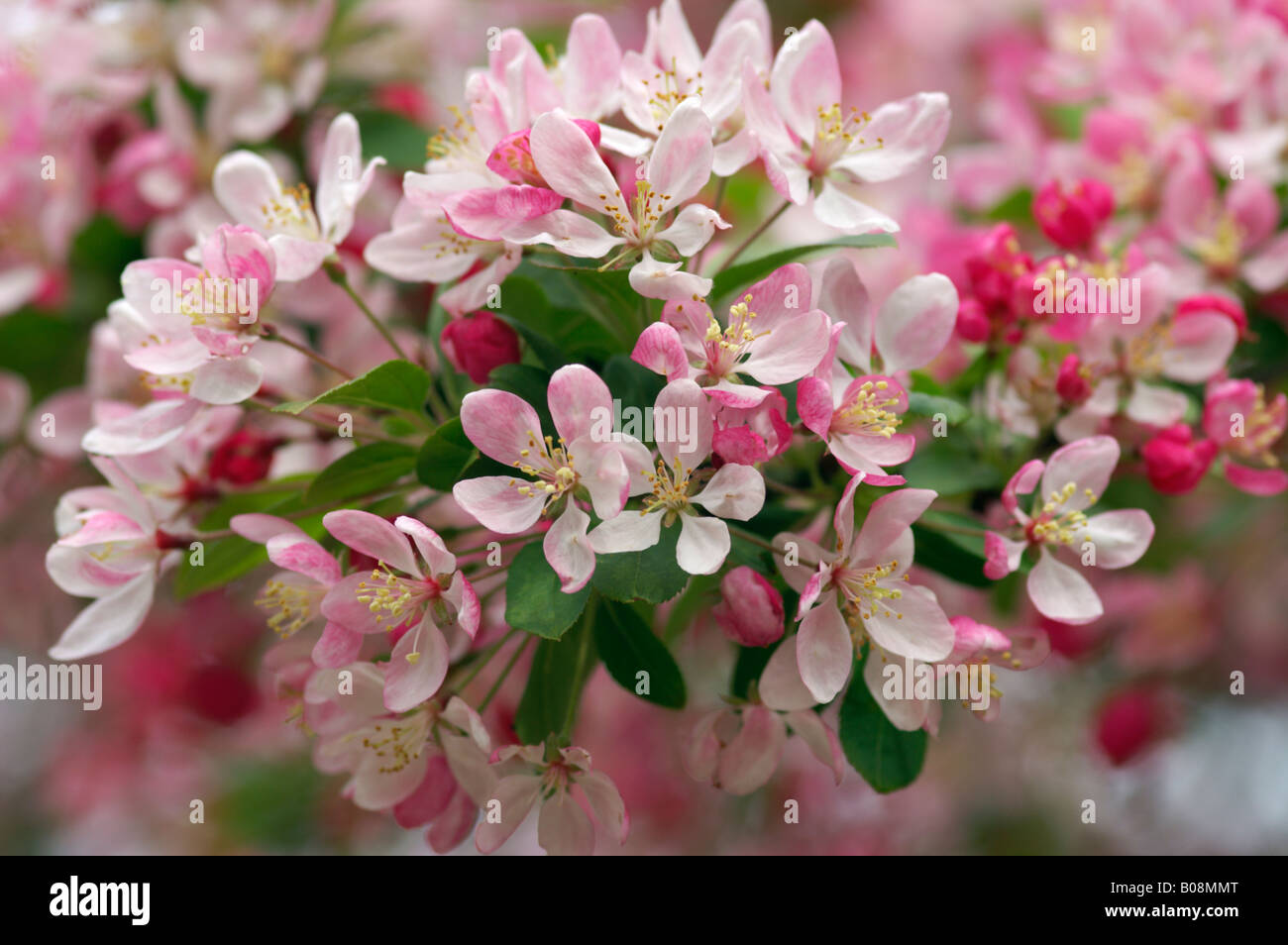 MALUS FLORIBUNDA BLOSSOM Stockfoto