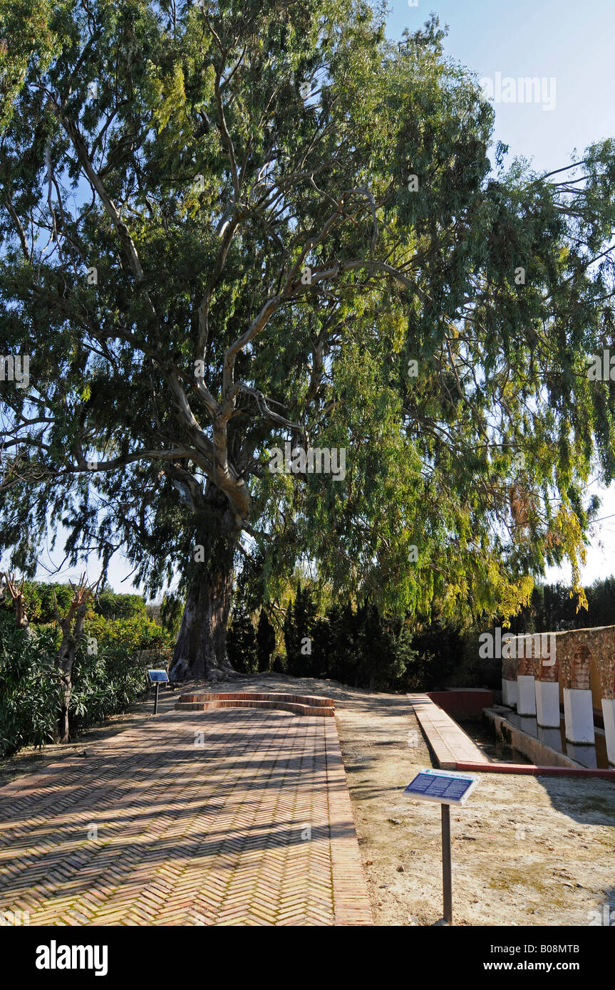 La Rana, öffentlichen Waschplatz, 100-Year-Old Eukalyptusbaum, Gata de Gorgos, Alicante, Costa Blanca, Spanien Stockfoto