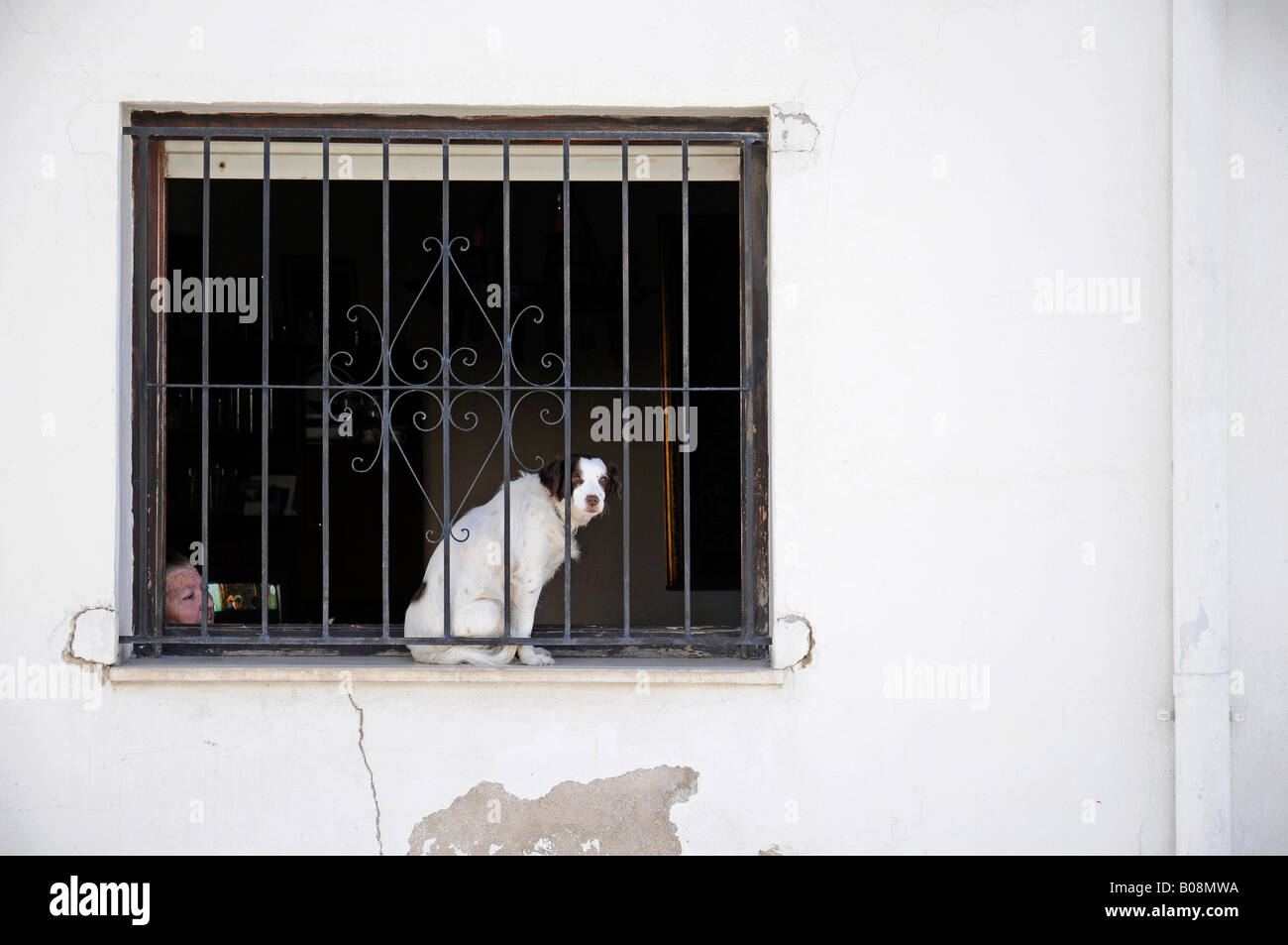 Alte Frau und Hund schaut hinter einem vergitterten Fenster in der Altstadt von Benissa, Alicante, Costa Blanca, Spanien Stockfoto