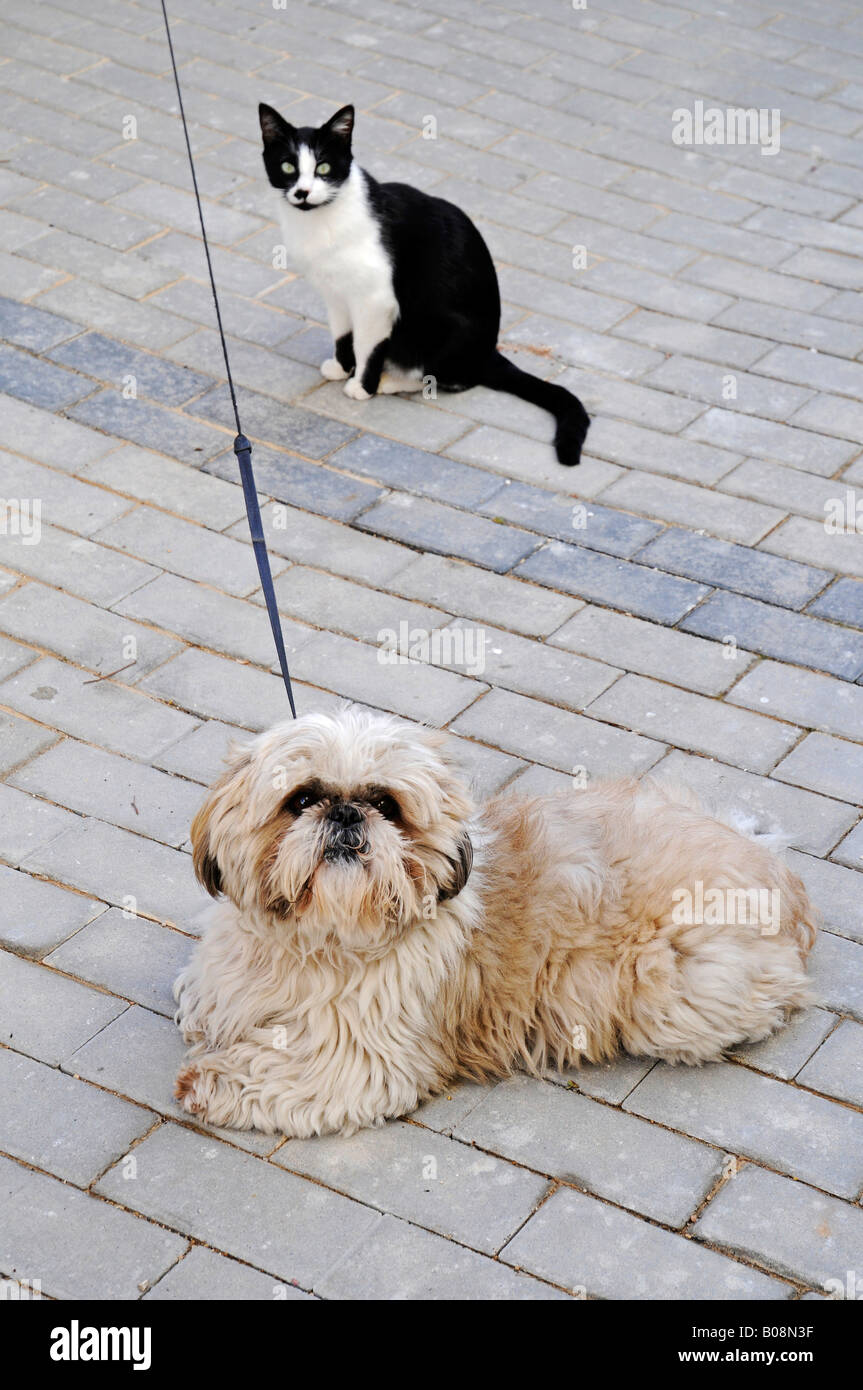 Kleine weiße Hund an der Leine liegend vor einer Sitzung schwarz-weiß Katze, Alicante, Costa Blanca, Spanien Stockfoto