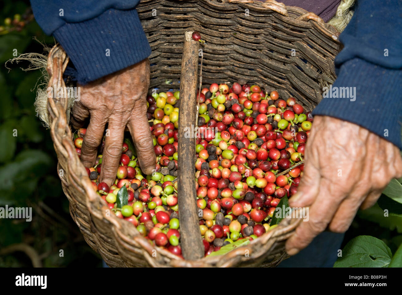 Korb mit frisch geernteten Kaffeebohnen (Coffea), Hacienda El Carmen, Jají, Mérida, Venezuela, Südamerika Stockfoto