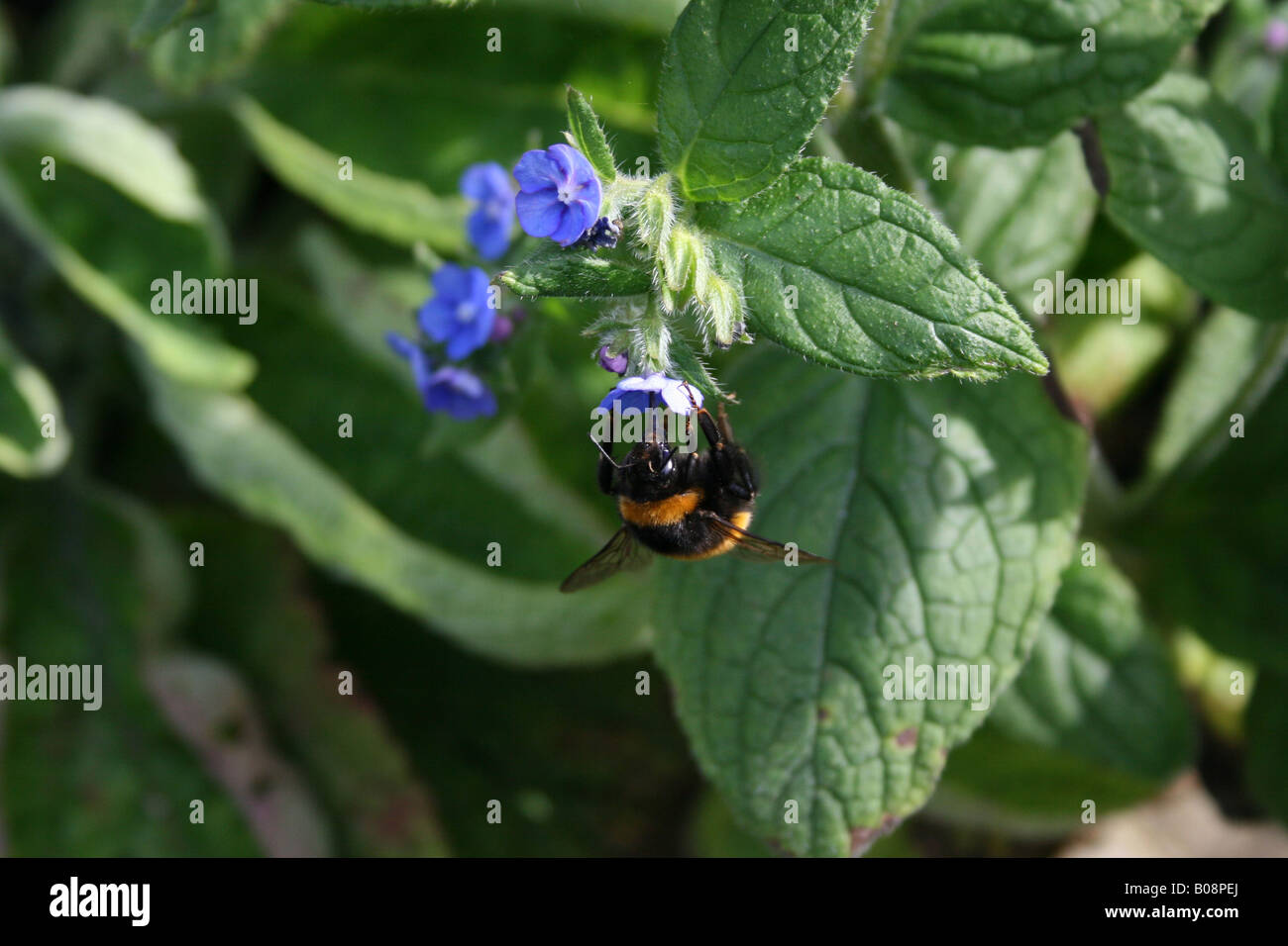 Bombus Apidae - BumbleBee sammeln Pollen Stockfoto