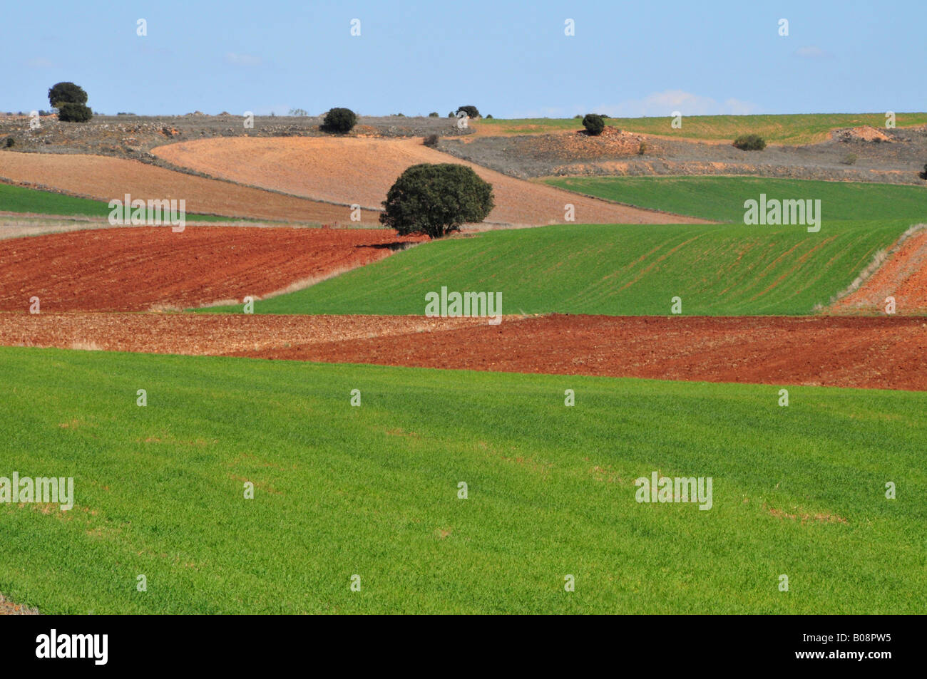 Typische Agrarlandschaft des rollenden Felder übersät mit Bäumen in der Nähe von Alcaraz, Provinz Albacete, Spanien Stockfoto