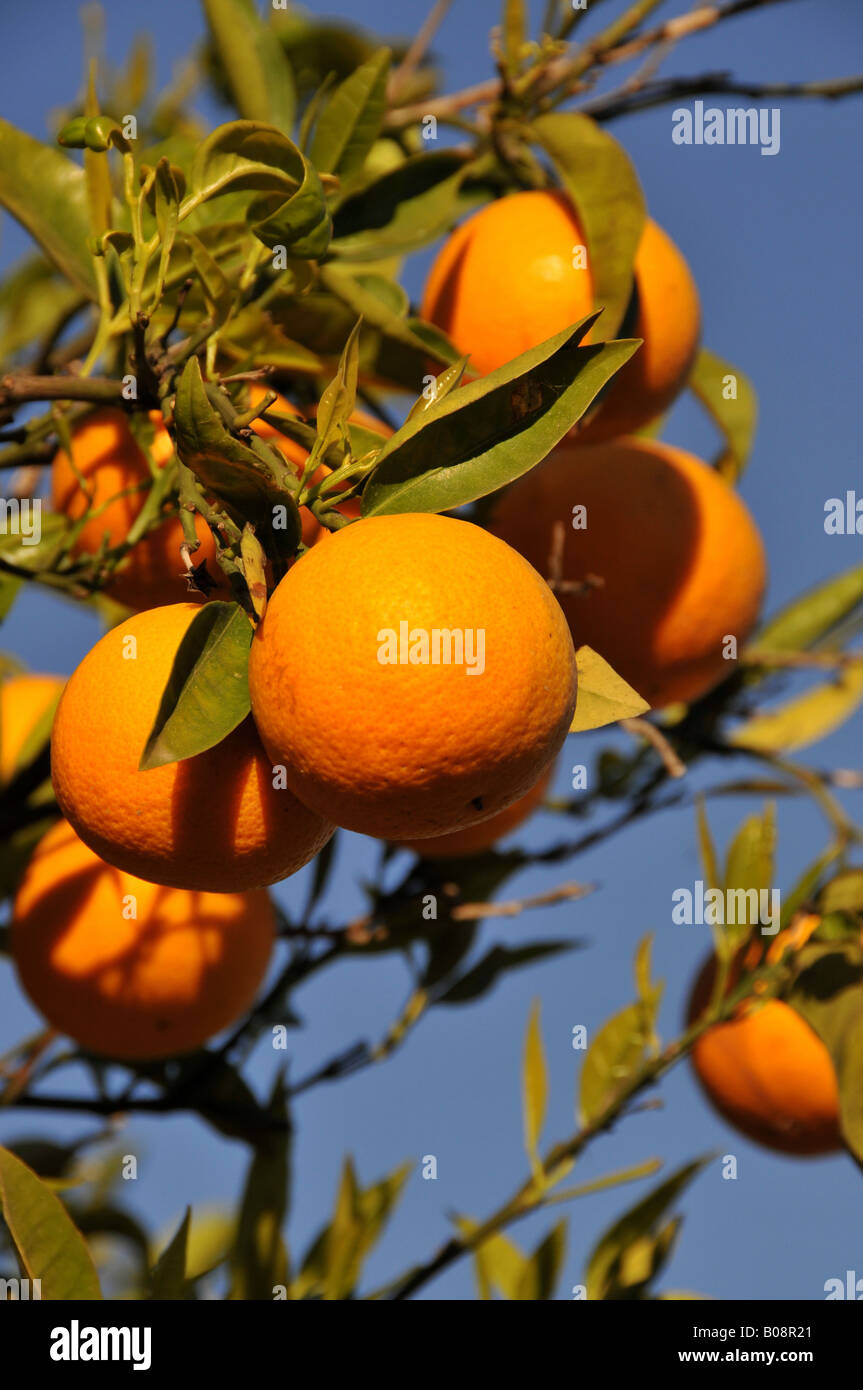 Orangen in einem Baum (Citrus), La Nucia, Costa Blanca, Spanien Stockfoto