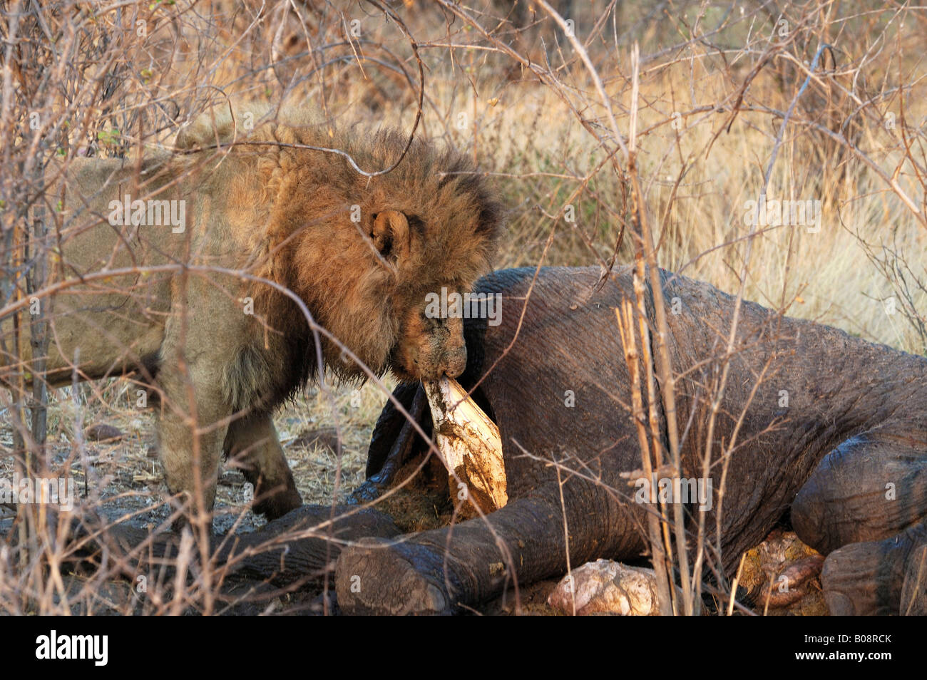 Männlicher Löwe (Panthera Leo) auf Elefanten füttern Beute, Moremi National Park, Botswana, Afrika Stockfoto