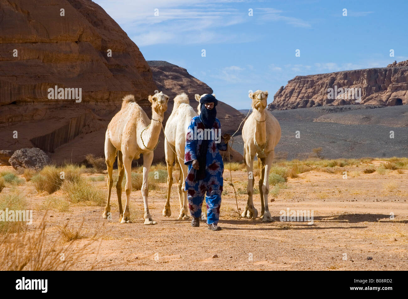 Tuareg-Nomaden mit schwarzen Turban führt drei weißen Kamele durch ein Wüstental Acacus Berge, Libyen, Nordafrika Stockfoto