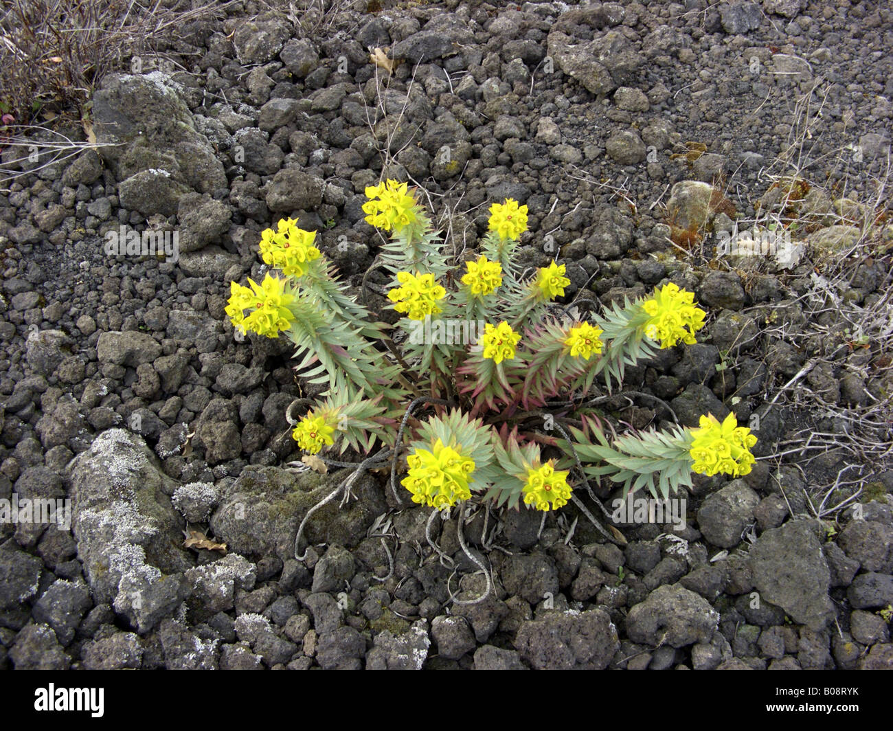 Silber-Wolfsmilch, aufrechte Myrtle Wolfsmilch (Euphorbia Rigida), wachsen auf Lava, Italien, Sizilien Stockfoto