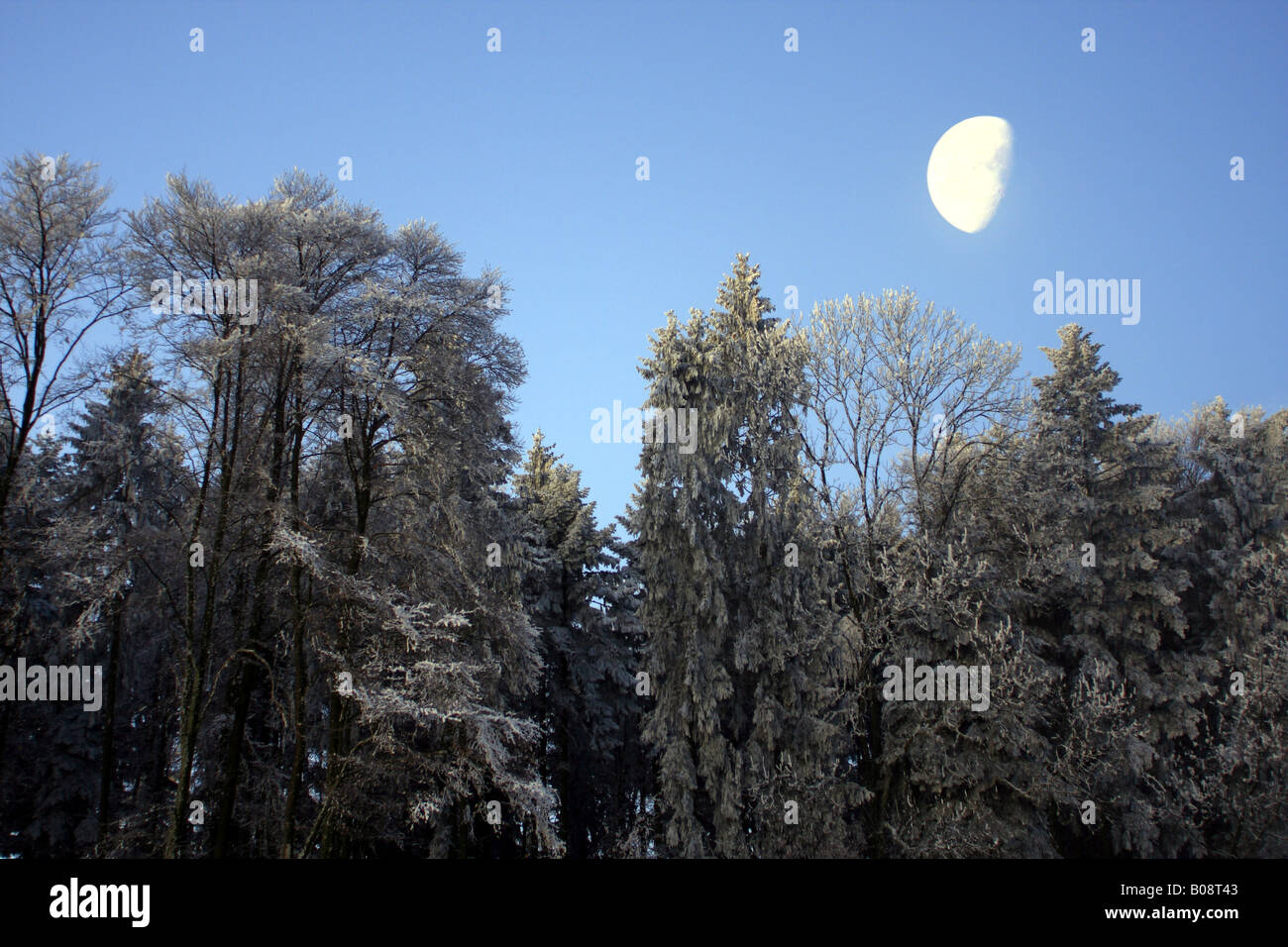 Wald im Winter mit Raureif mit Mondlicht, Schweiz Stockfoto