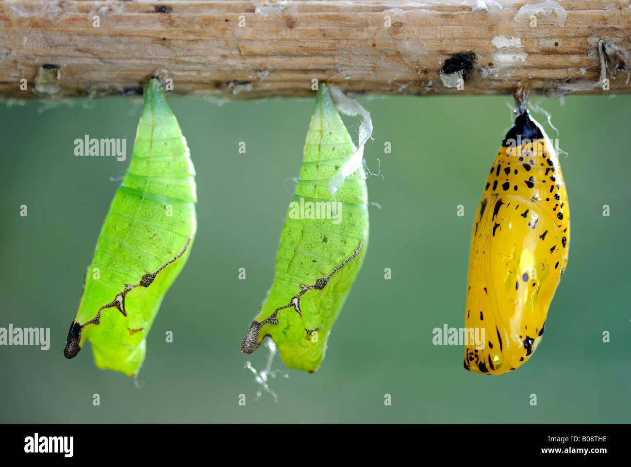 Papier Kite oder Reispapier Schmetterlinge (Idee Leuconoe), pupated Stockfoto