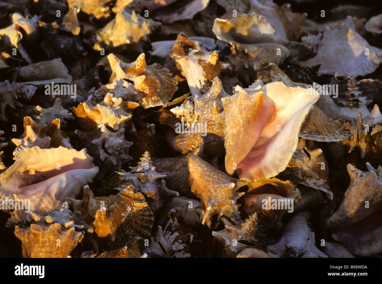 Rosa Muscheln am Strand von Placentia, Belize, Mittelamerika Stockfoto