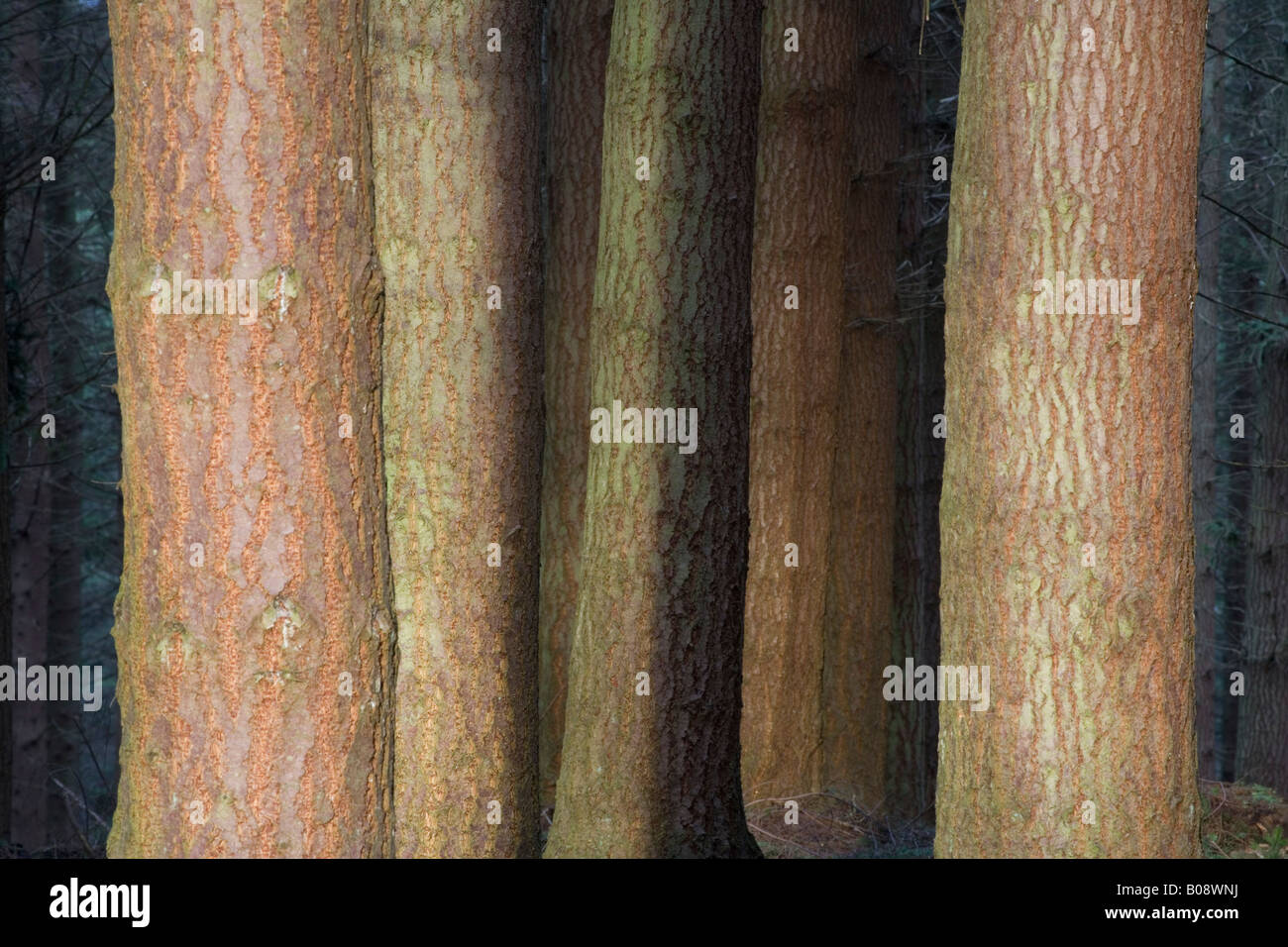 Kiefer Wälder Schottland Stockfoto