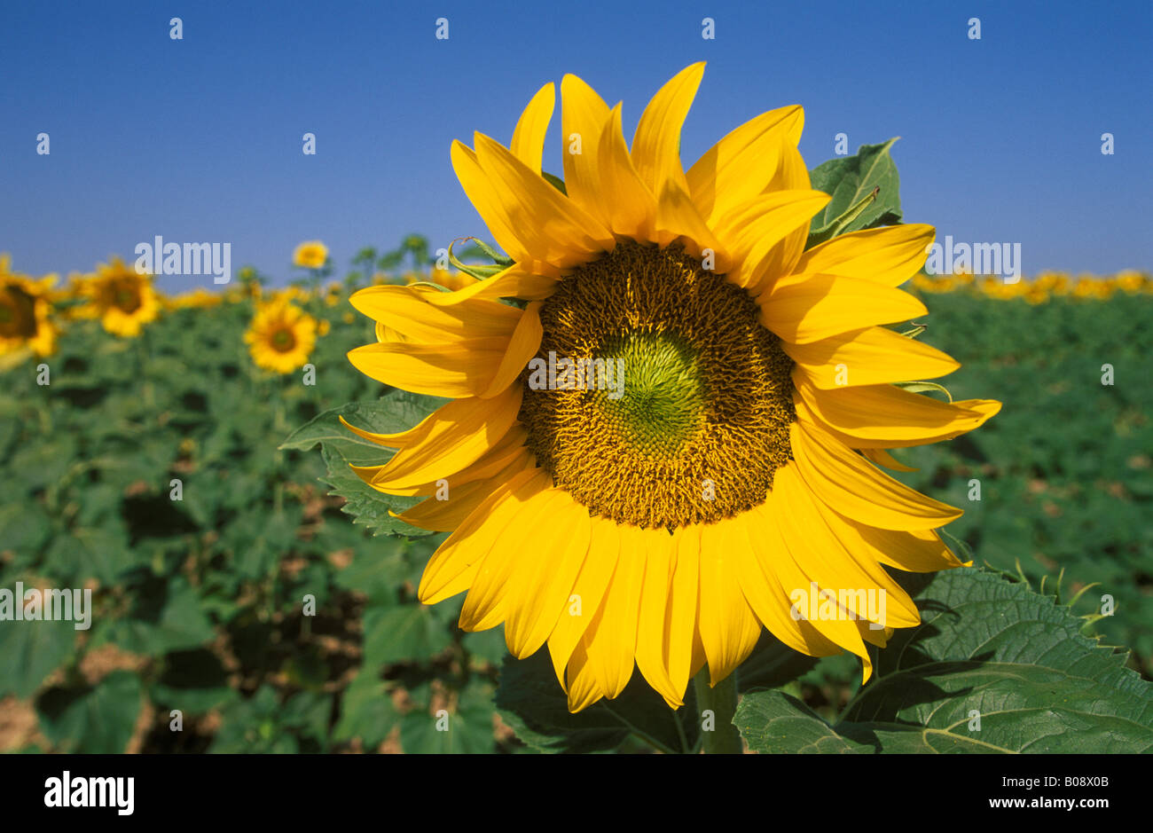 Nahaufnahme einer Sonnenblume (Helianthus Annuus) in einem Feld von Sonnenblumen, Andalusien, Spanien Stockfoto