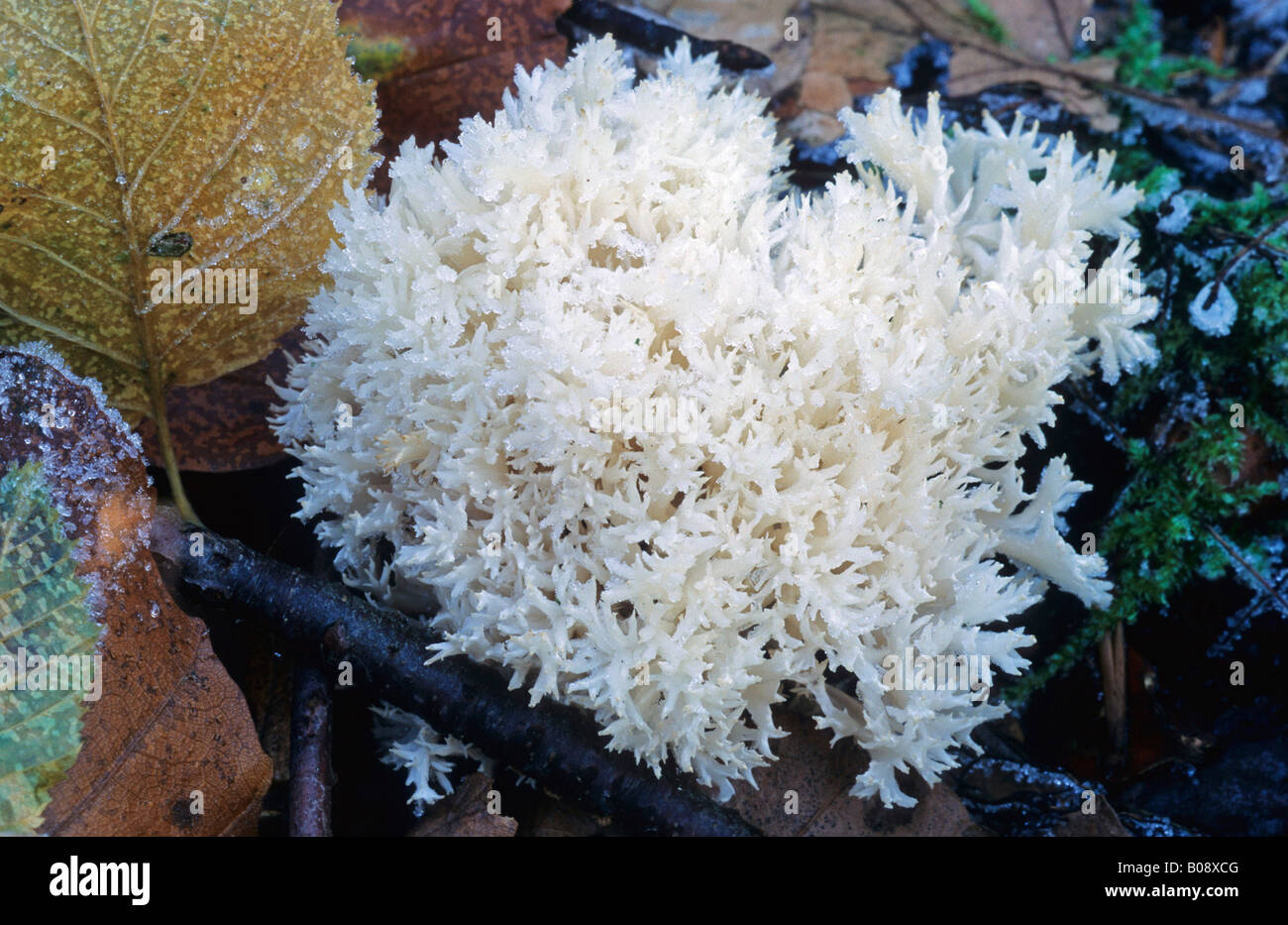 Weiße Koralle oder Changle Pilz (Clavulina Coralloides) Stockfoto
