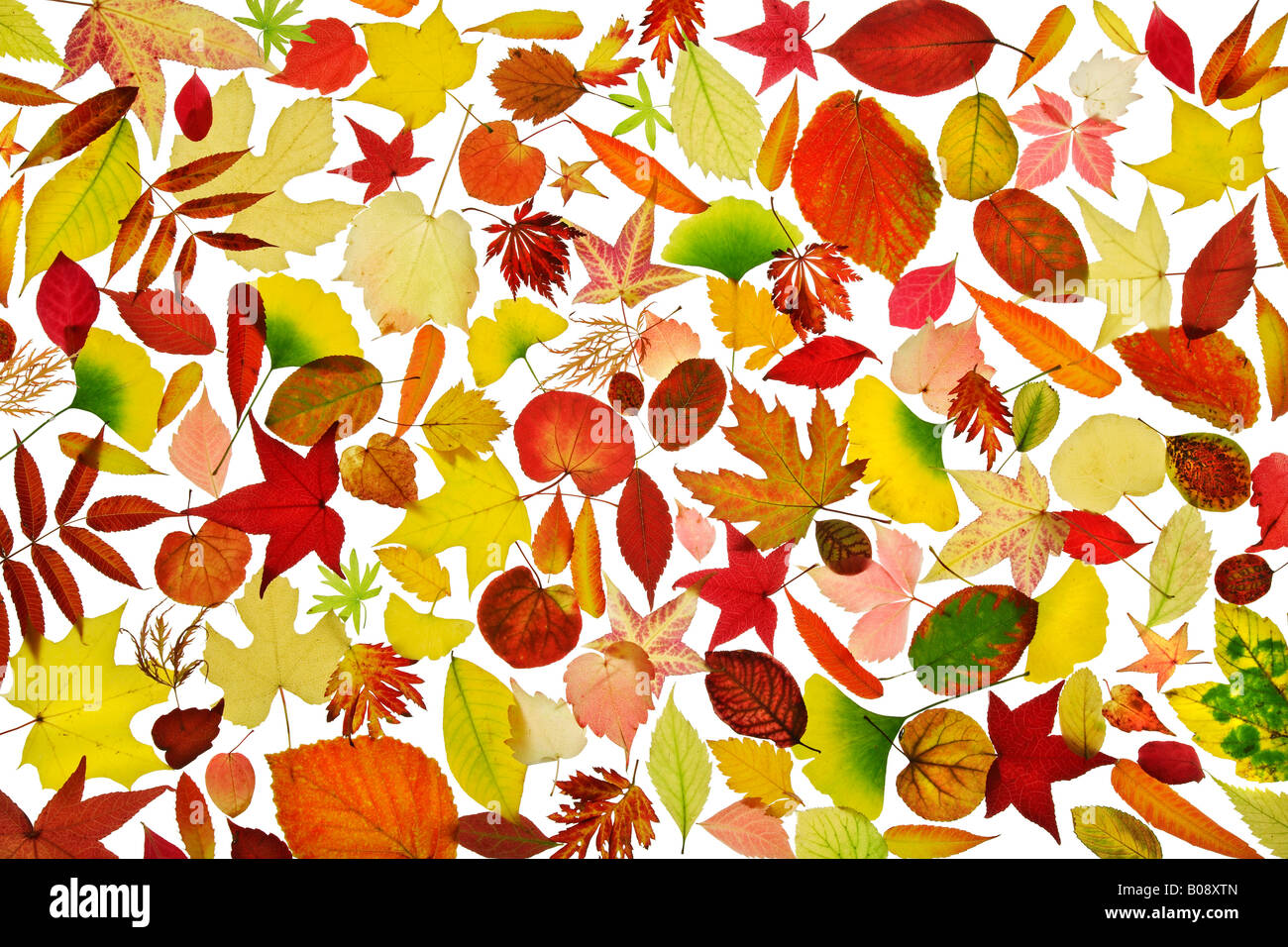 Sortierte Sammlung von Herbst farbige Blätter, Stillleben Stockfoto