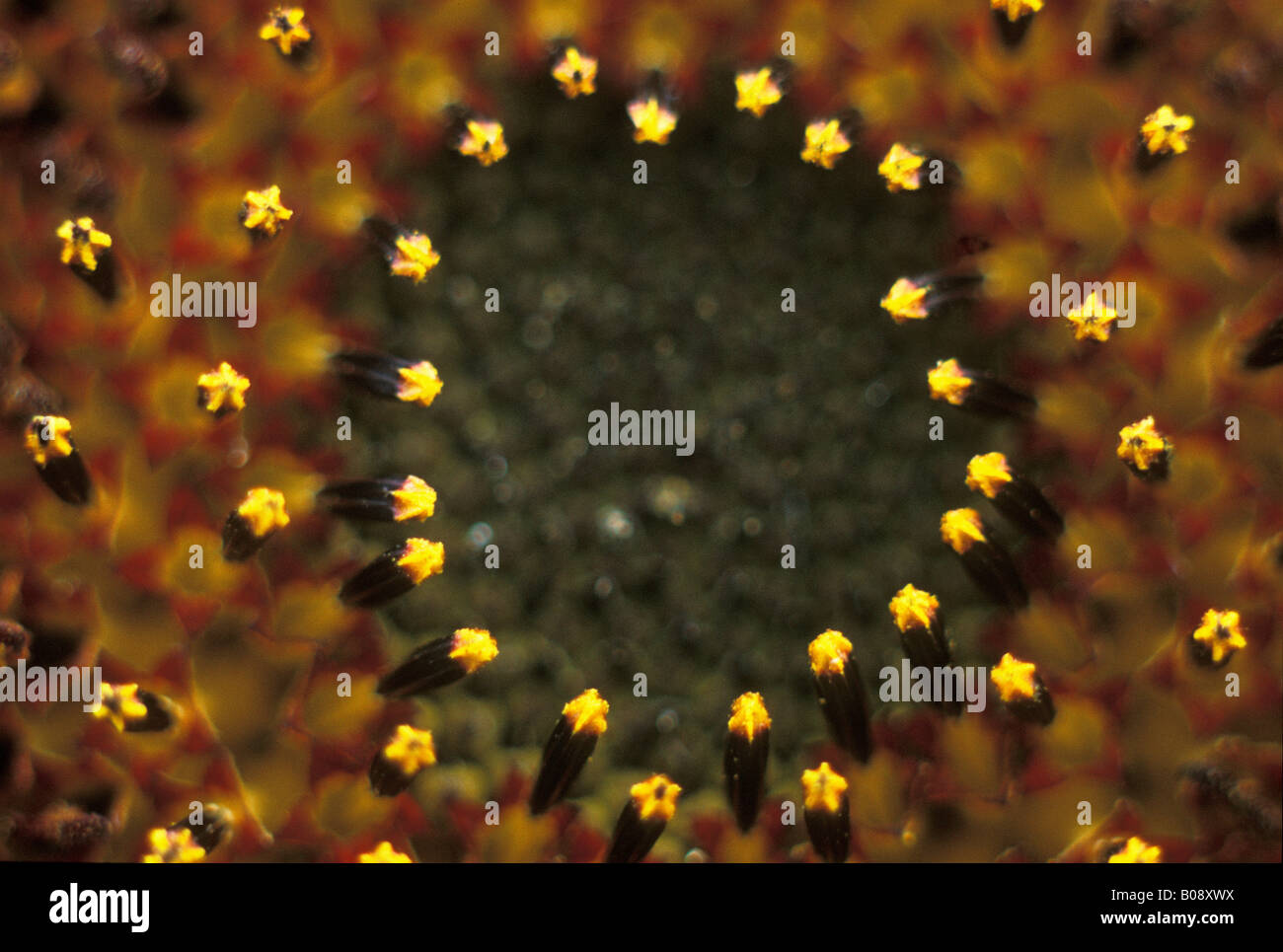 Gelbe Staubgefäße einer Sonnenblume (Helianthus Annuus) Stockfoto