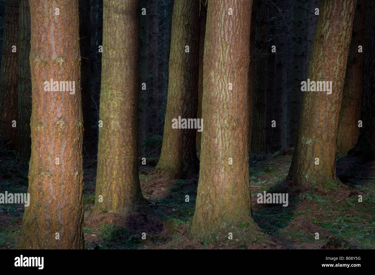 Kiefer Wälder Schottland Stockfoto