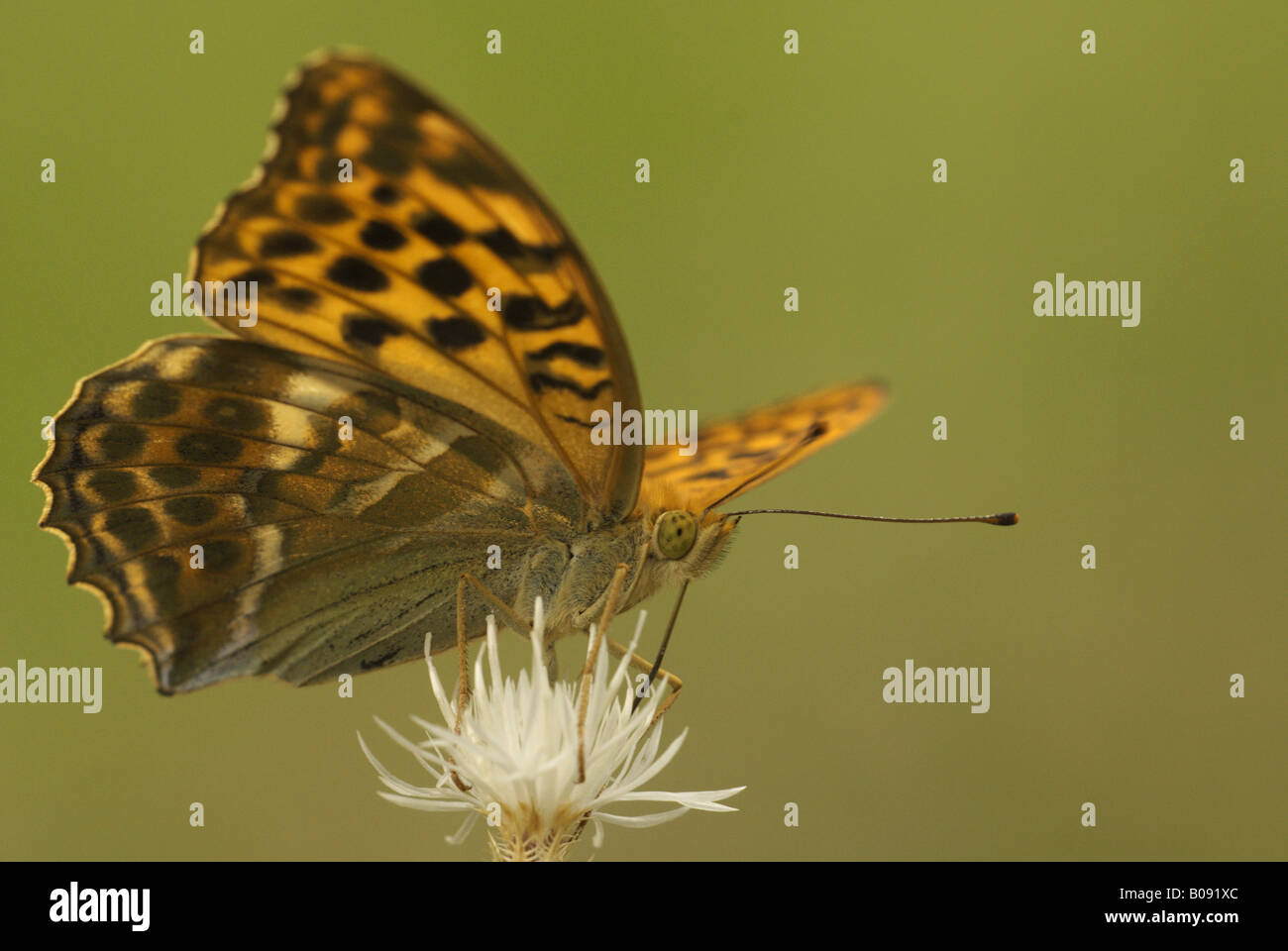 Silber-washed Fritillary (Argynnis Paphia), trinken auf einer Blüte, Deutschland, Brandenburg Stockfoto