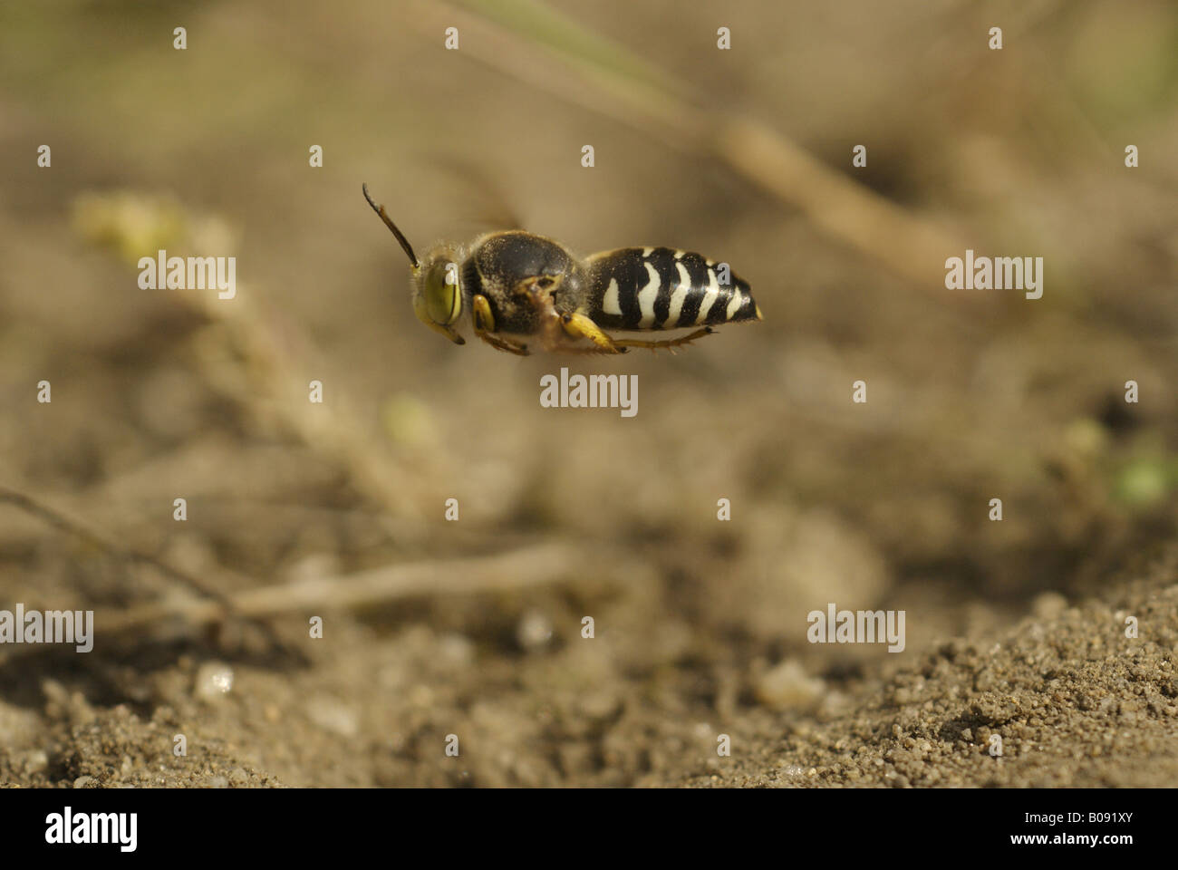 rostrate Bembiks Wespe (Bembiks Rostrata, Epibembix Rostrata), fliegen, Deutschland, Brandenburg Stockfoto