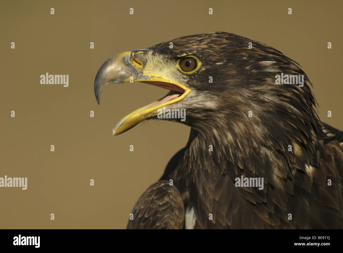 Meer Seeadler (Haliaeetus Horste), juvenile, Entwicklung von Gefieder Färbung nicht abgeschlossen, Deutschland, Brandenburg Stockfoto