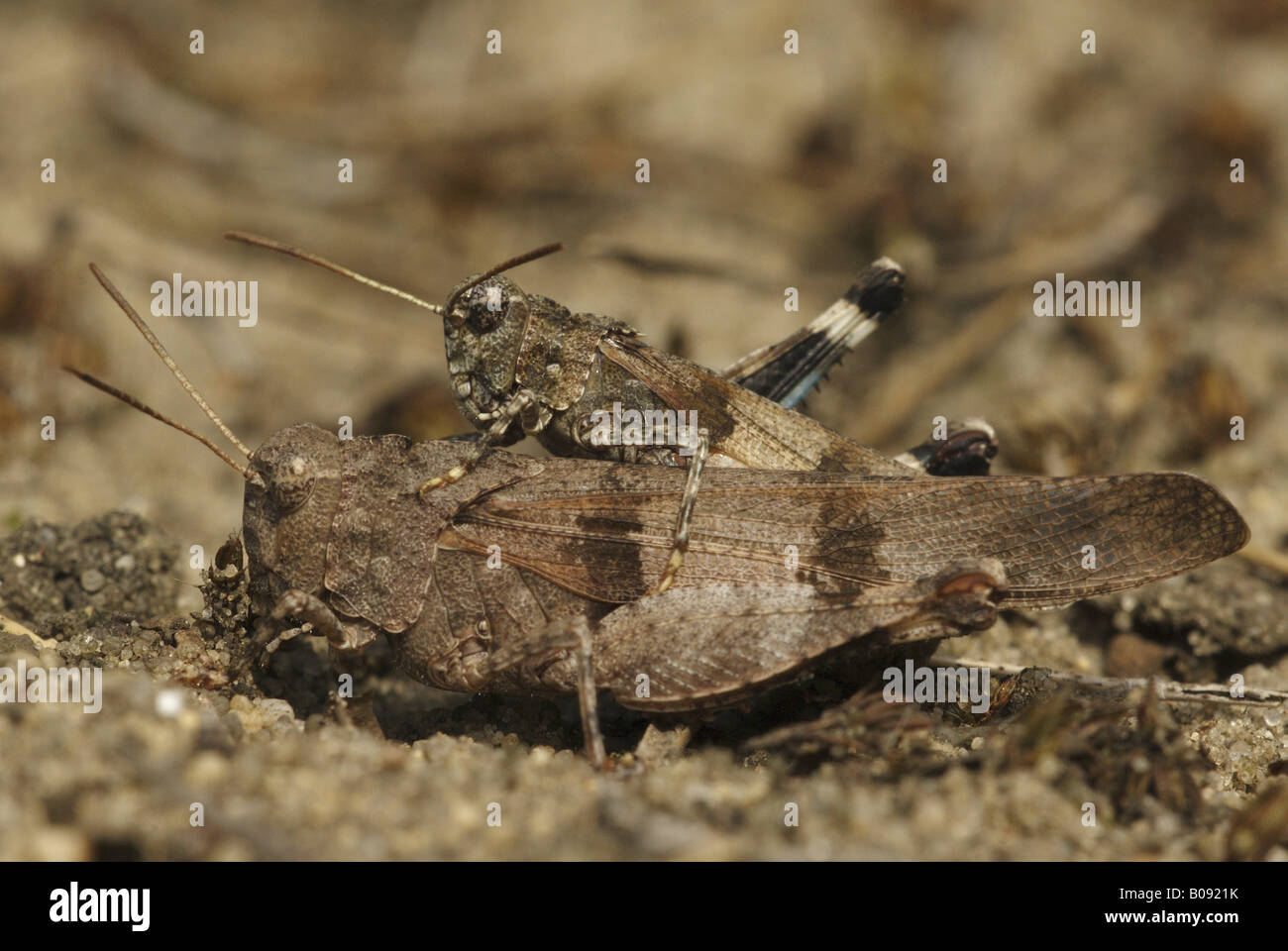 Blau-geflügelte Heuschrecke (Oedipoda Coerulescens), Kopulation, Deutschland, Brandenburg Stockfoto