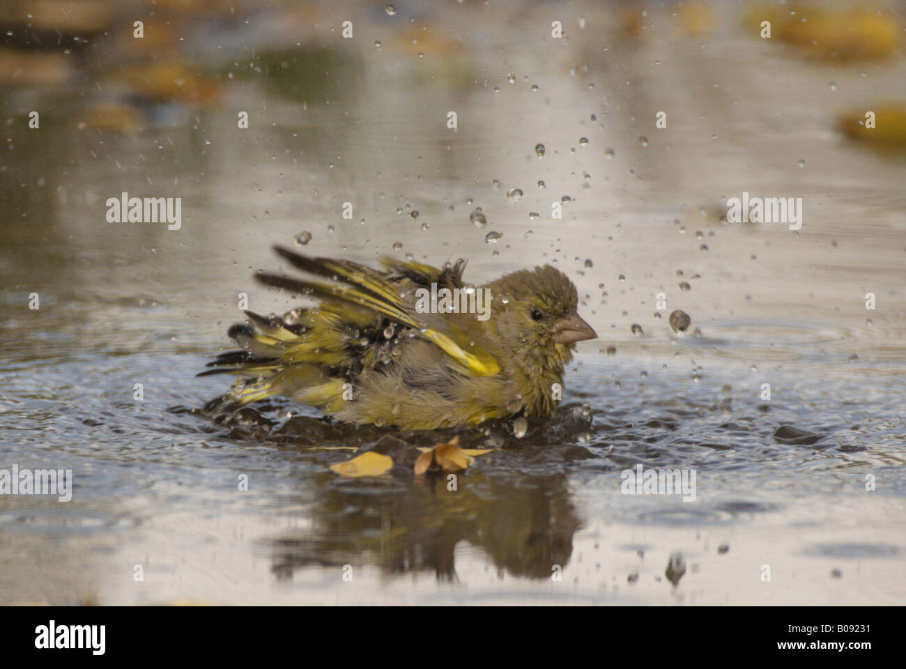 westlichen Grünfink (Zuchtjahr Chloris), Baden in eine Pfütze, Deutschland, Brandenburg Stockfoto