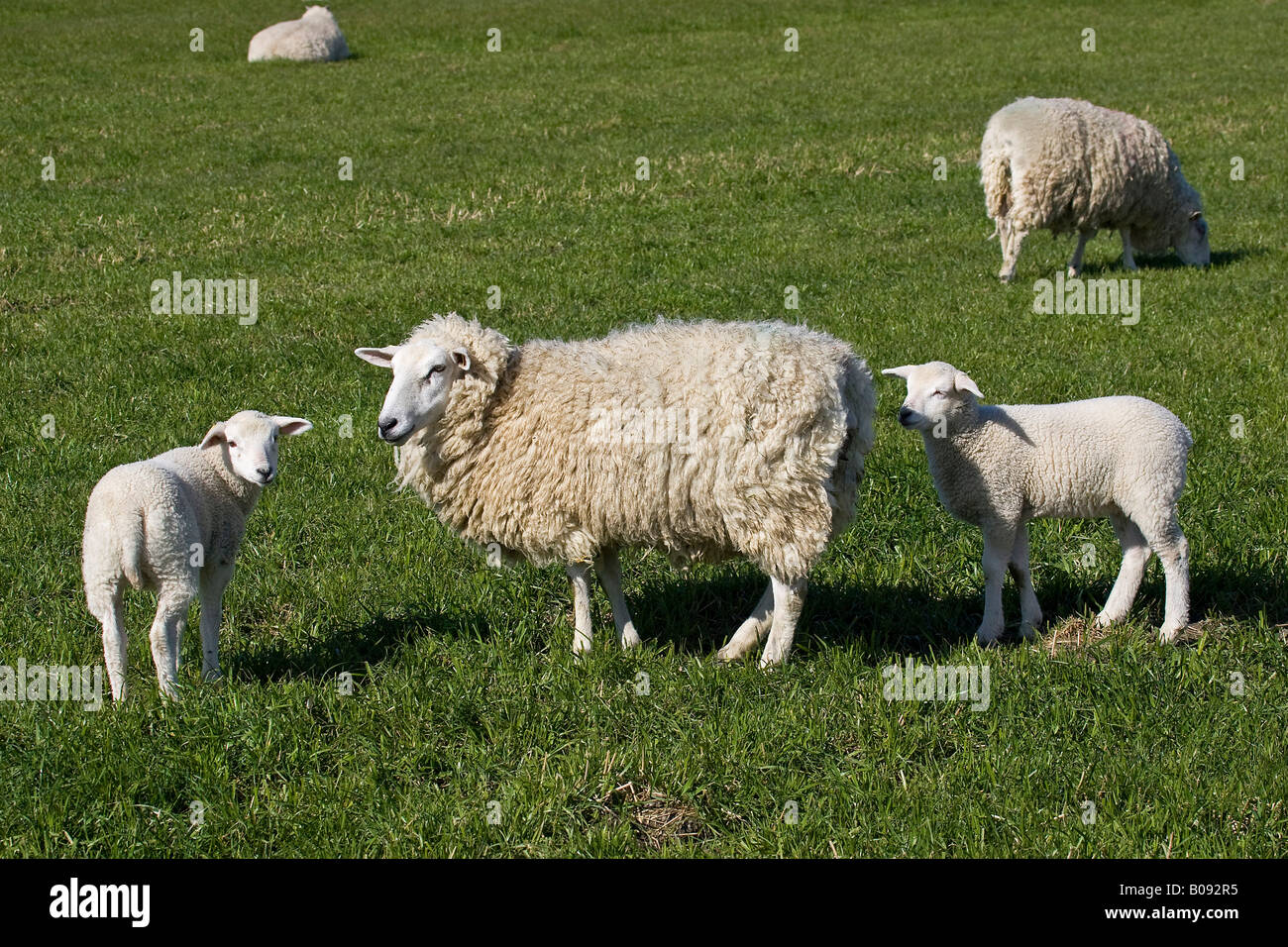 Hausschafe (Ovis Aries) mit zwei Lämmer auf der Weide, Nordfriesland, Schleswig-Holstein, Deutschland Stockfoto
