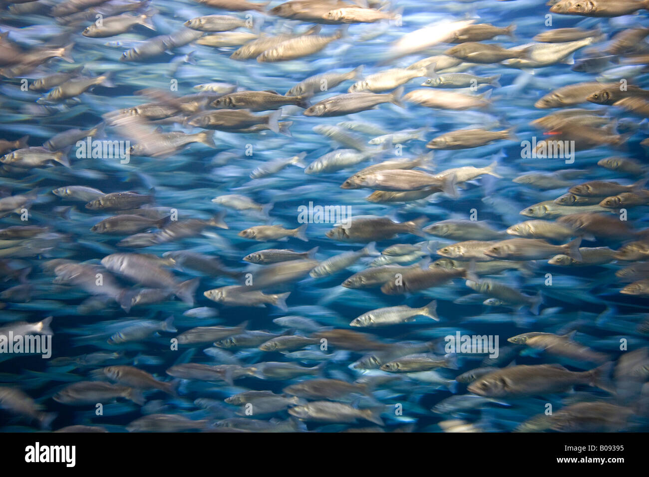 Gemäßigten Bass (Moronidae), Aquarium Loro Parque, Teneriffa, Kanarische Inseln, Spanien Stockfoto