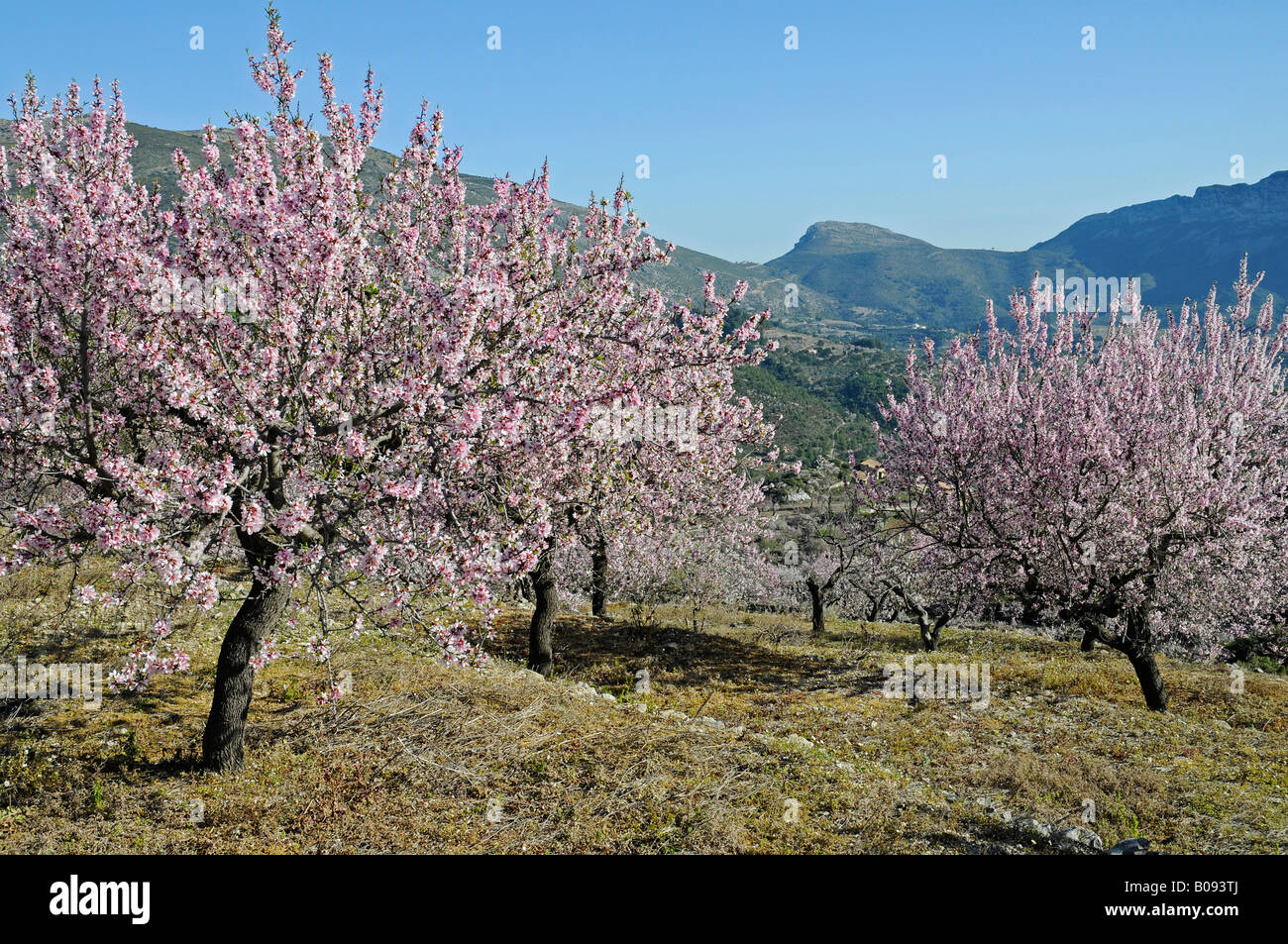 Blühende Mandel-Bäume (Prunus Dulcis, Prunus Amygdalus) in einem Obstgarten, Tarbena, Alicante, Costa Blanca, Spanien Stockfoto