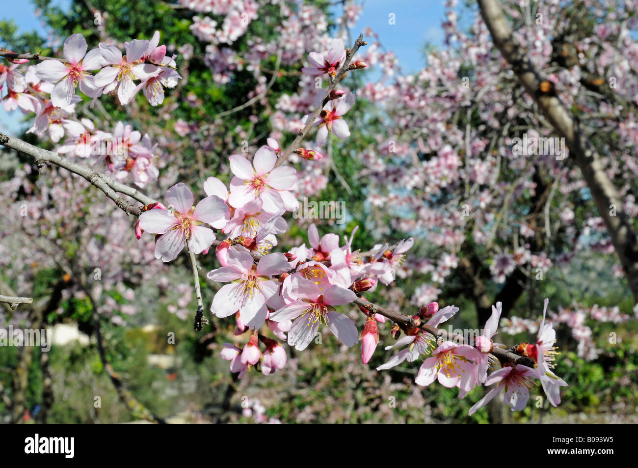 Blühender Mandelbaum (Prunus Dulcis, Prunus Amygdalus), Benirrama, Valles De La Marina, Denia, Alicante, Costa Blanca, Spanien Stockfoto