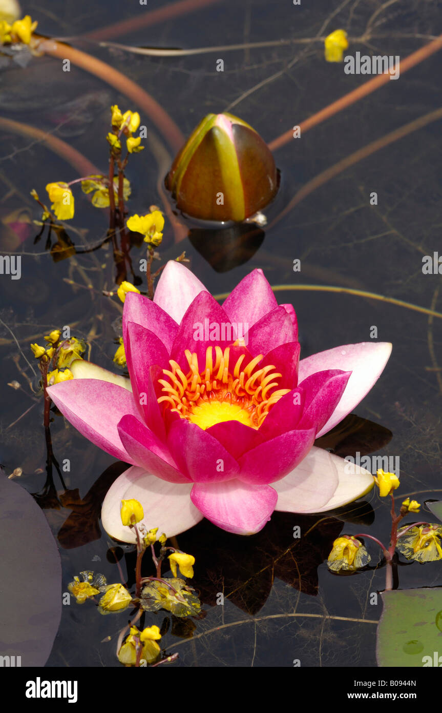 Seerose (Nymphaea) Stockfoto