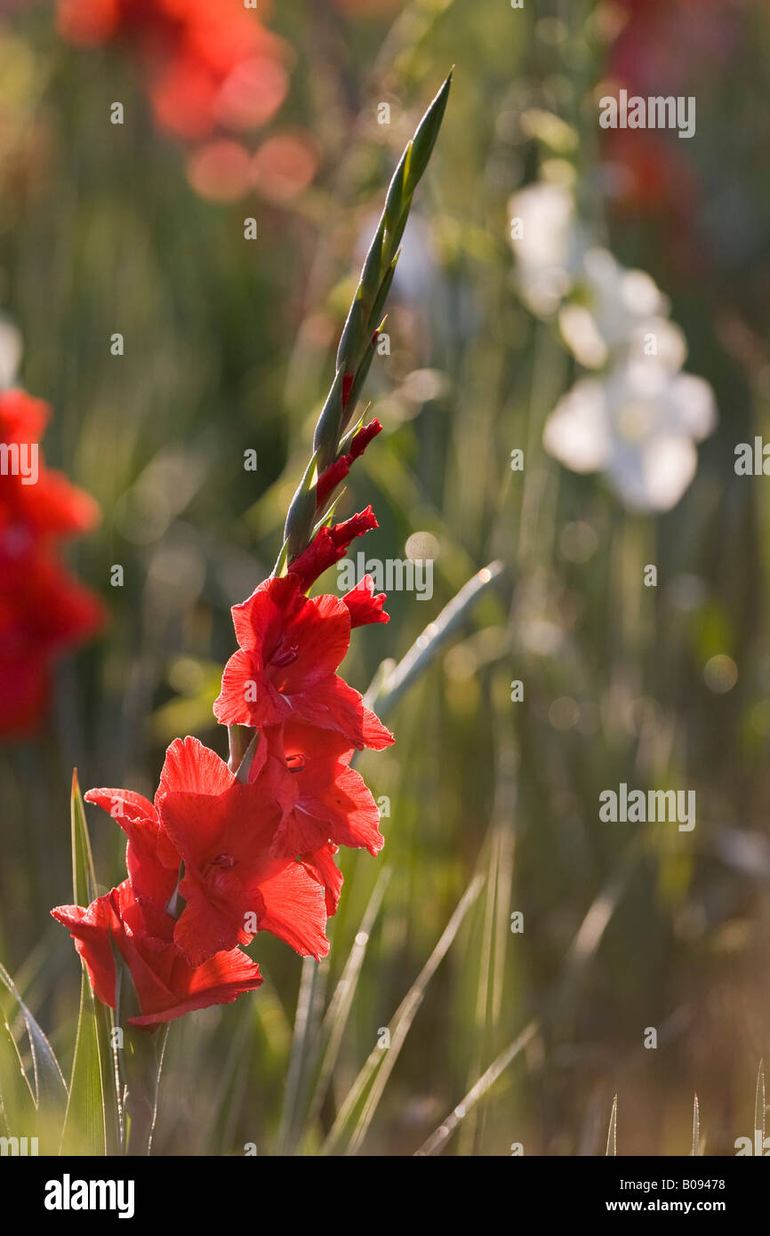 Gladiolen oder Schwertlilie (Gladiolus), Iridaceae Familie, Deutschland Stockfoto