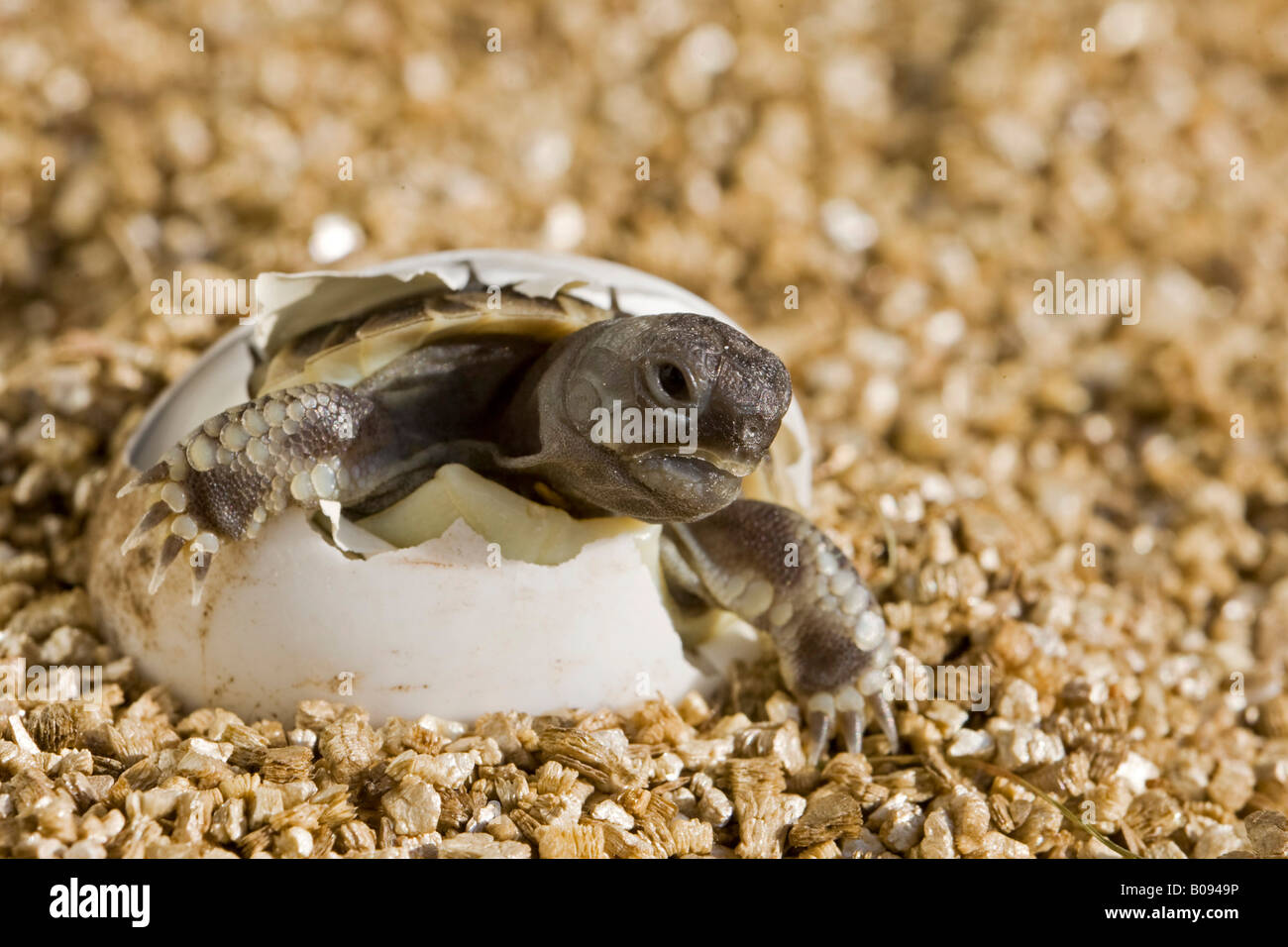 Hermanns Schildkröte (Testudo Hermanni), aus seinem Ei schlüpfen Stockfoto