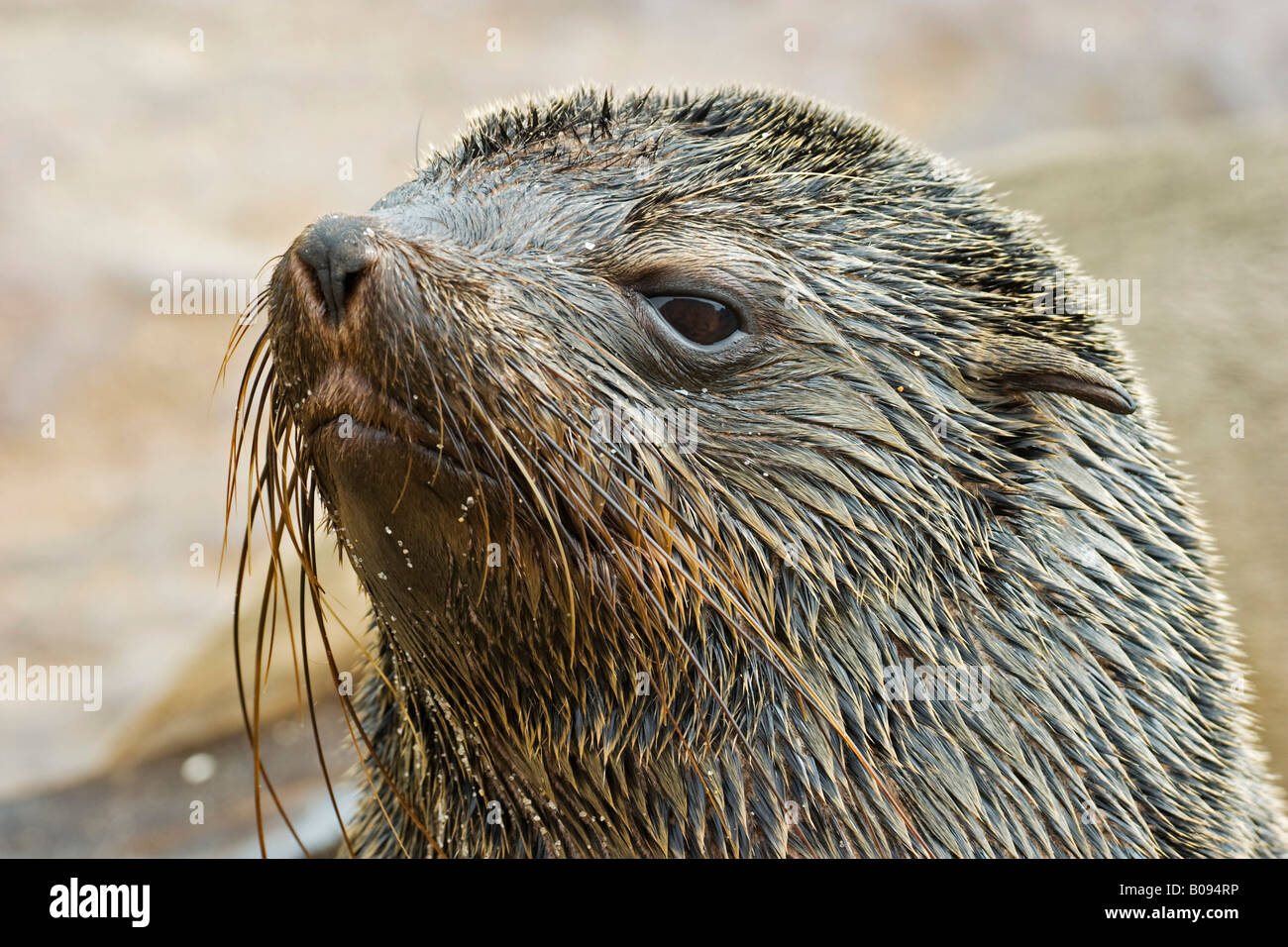 Cape- oder südafrikanischen Seebär (Arctocephalus percivali), Benguela-Strom, Cape Cross, Atlantikküste, Namibia, Afrika Stockfoto