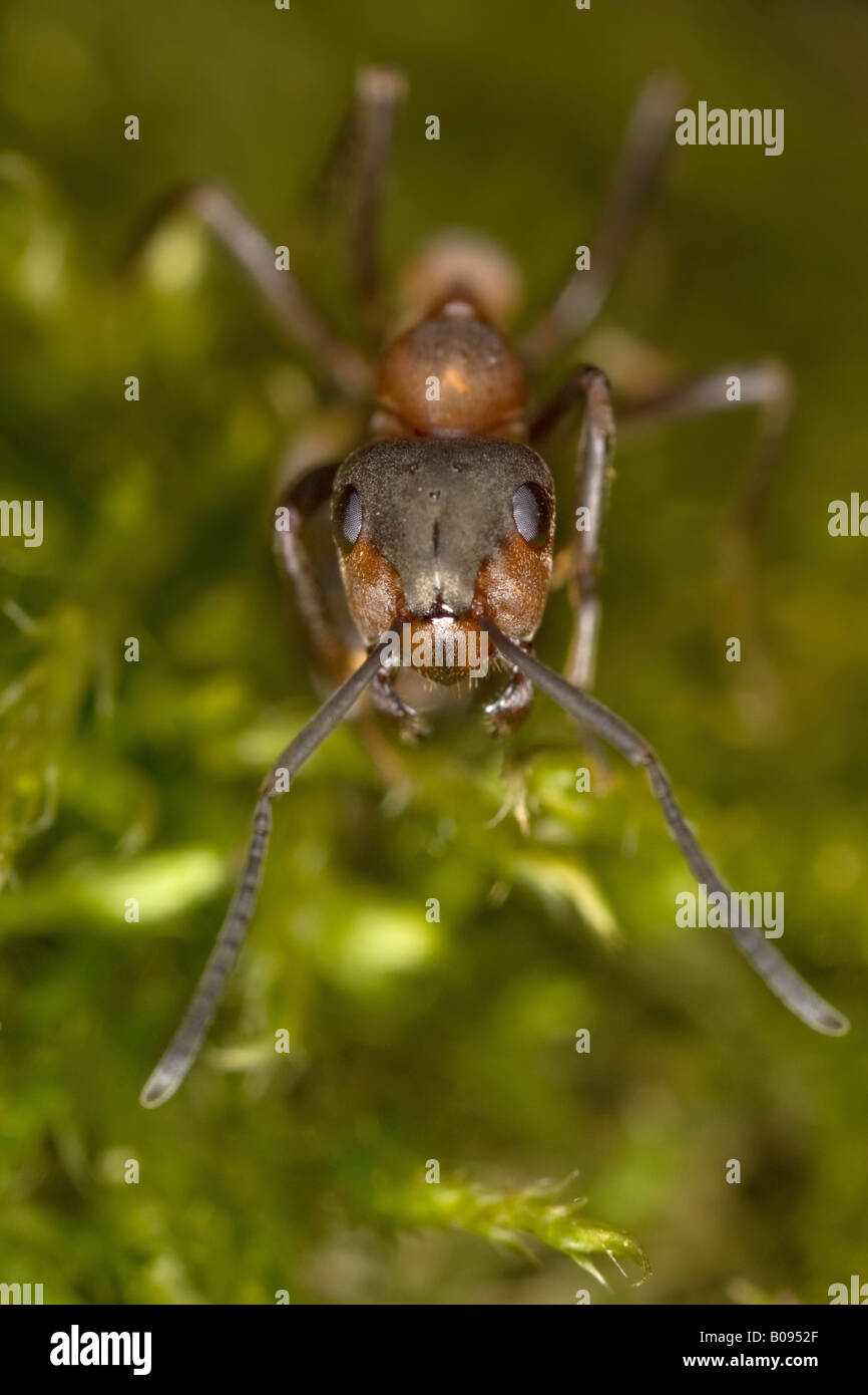 Südlichen Holz Ameise oder Pferd Ameisen (Formica Rufa) Stockfoto