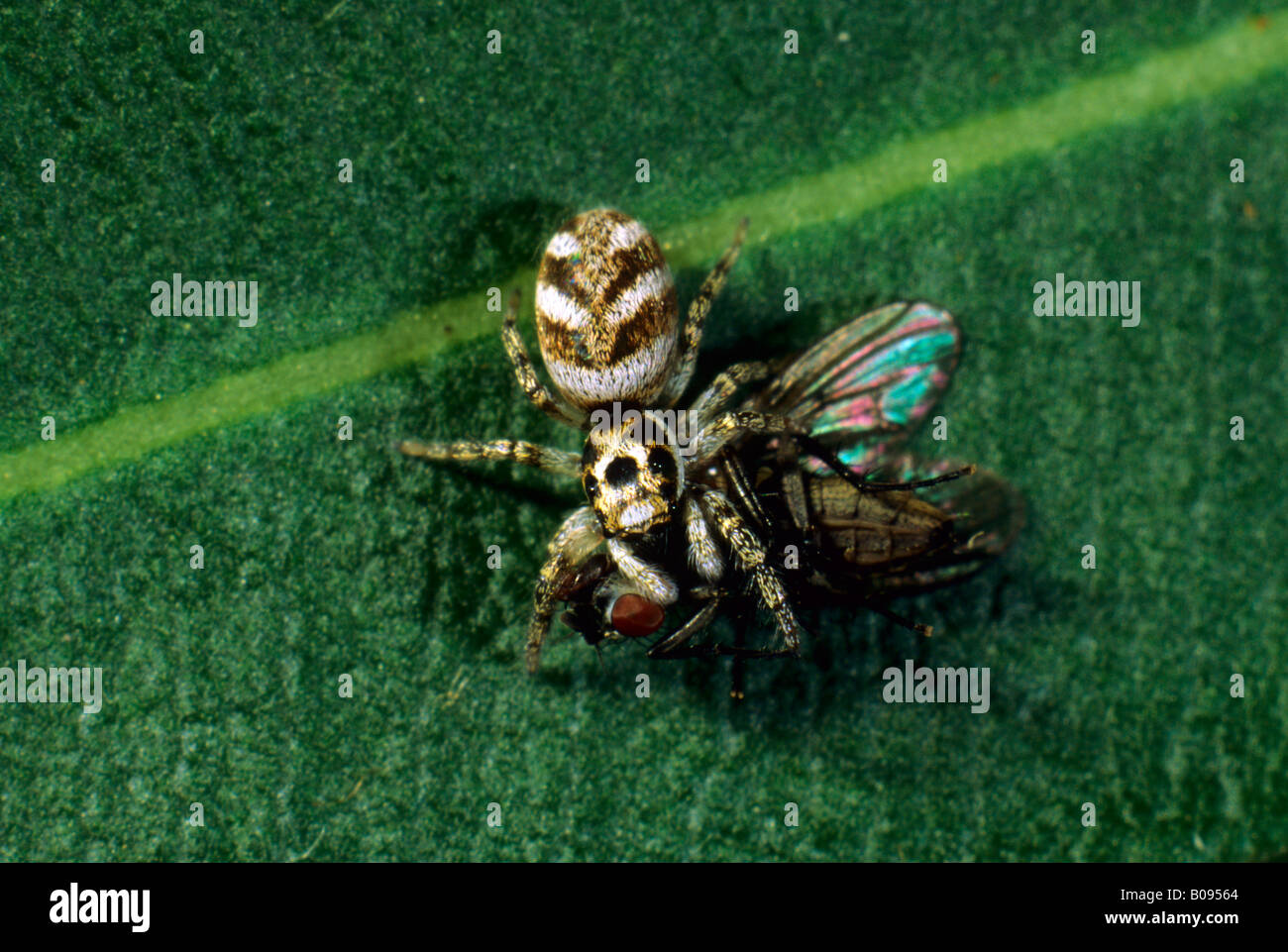 Zebra-Spinne (Salticus Scenicus), Salticidae Familie, mit einer aufgezeichneten Fliege Stockfoto