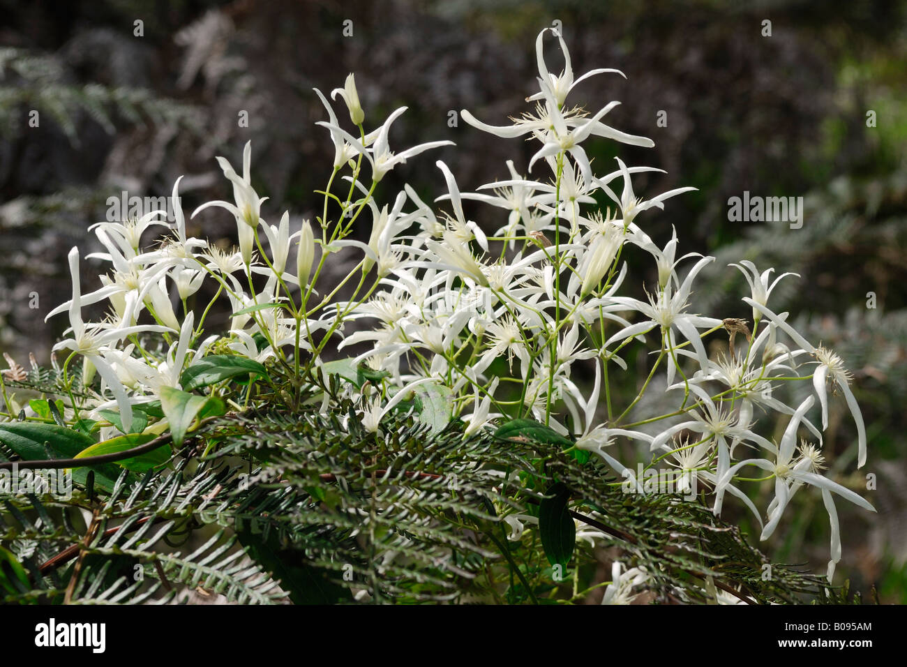 Gemeinsamen Waldrebe (Clematis Pubescens) auf Farn Wedel, Big Brook Dam in der Nähe von Pemberton, Western Australia Stockfoto