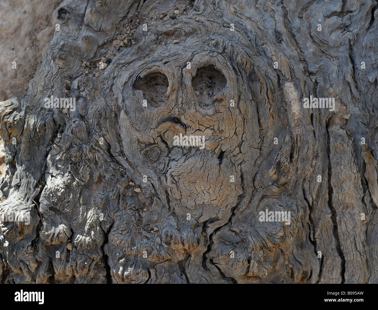 Form einer Fläche oder Schädel in den verknoteten Holz von einem Baum, Kings Canyon, Watarrka National Park, Northern Territory, Australien Stockfoto