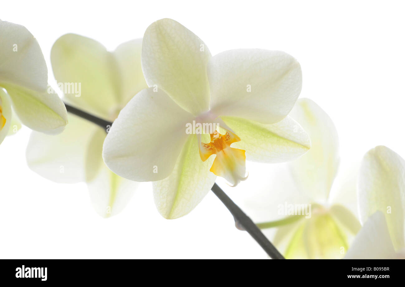 Weiße Orchideen (Phalaenopsis) Stockfoto