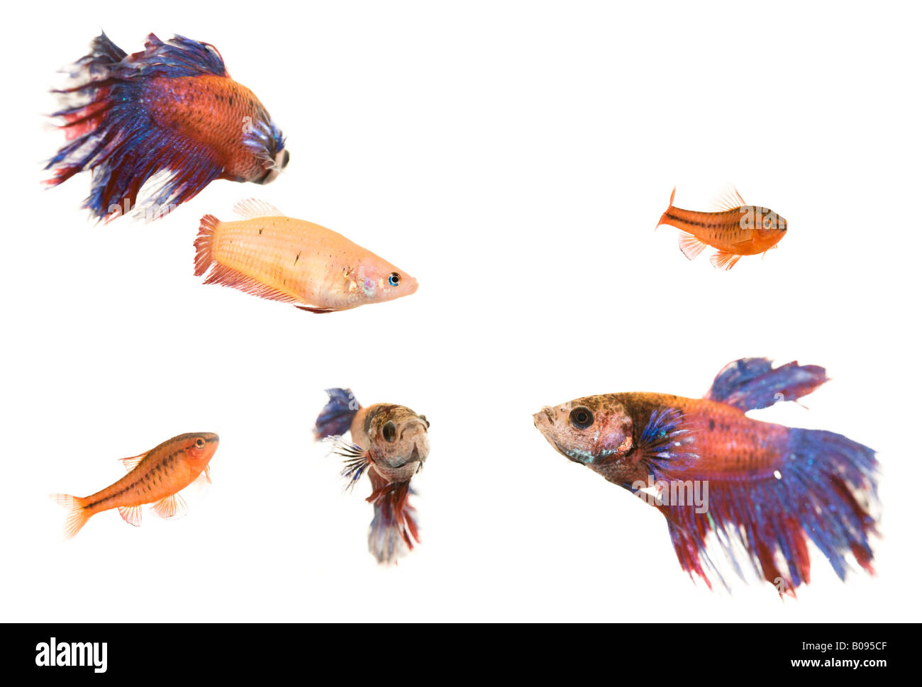 Siamesische Kampffische (Betta Splendens) und Cherry Barb Fisch (Pontius Titteya) Stockfoto