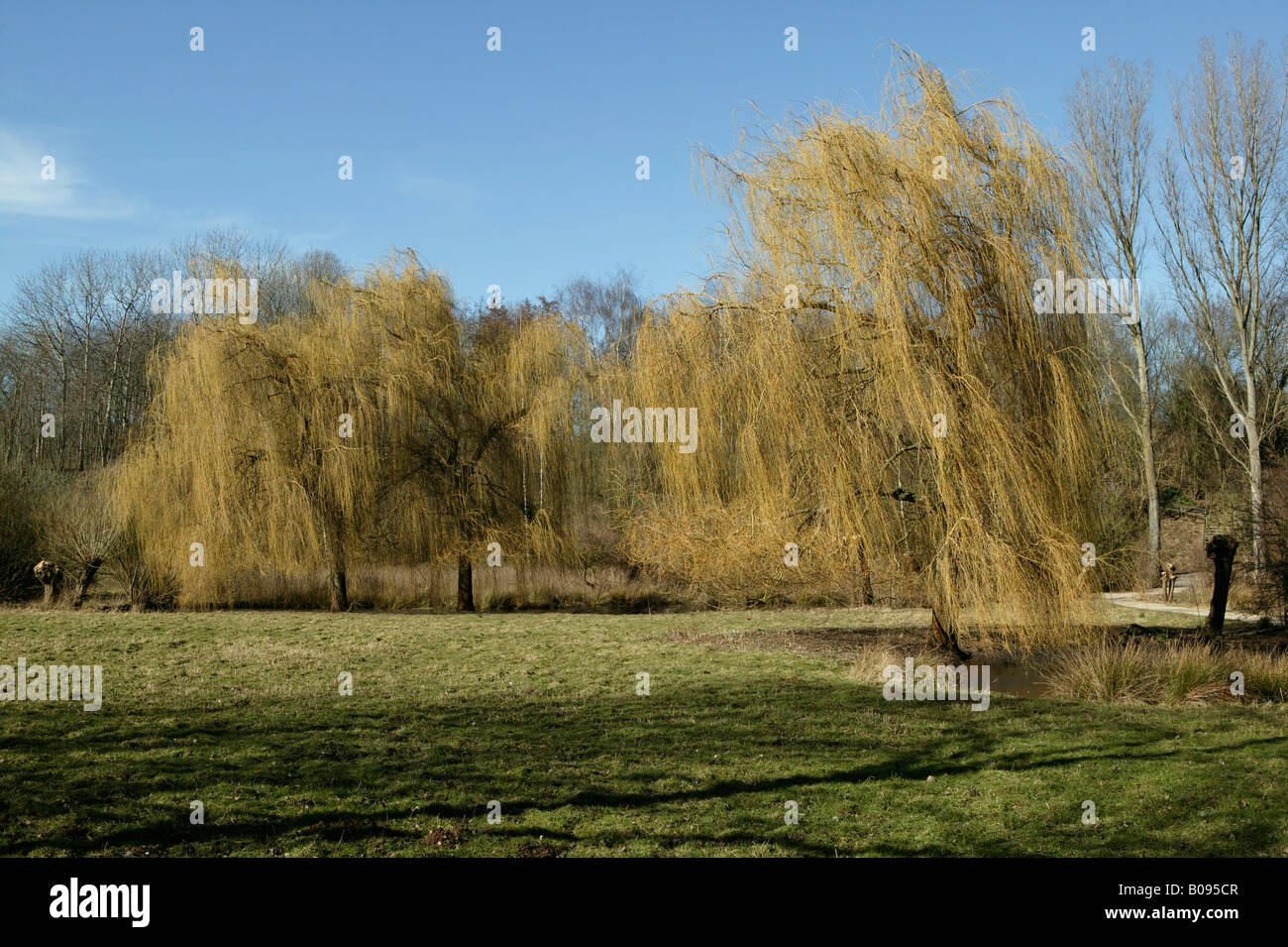 Landschaft entlang des Flusses Erft im Winter, niedrigere Rheinregion, Neuss, Nordrhein-Westfalen, Deutschland Stockfoto