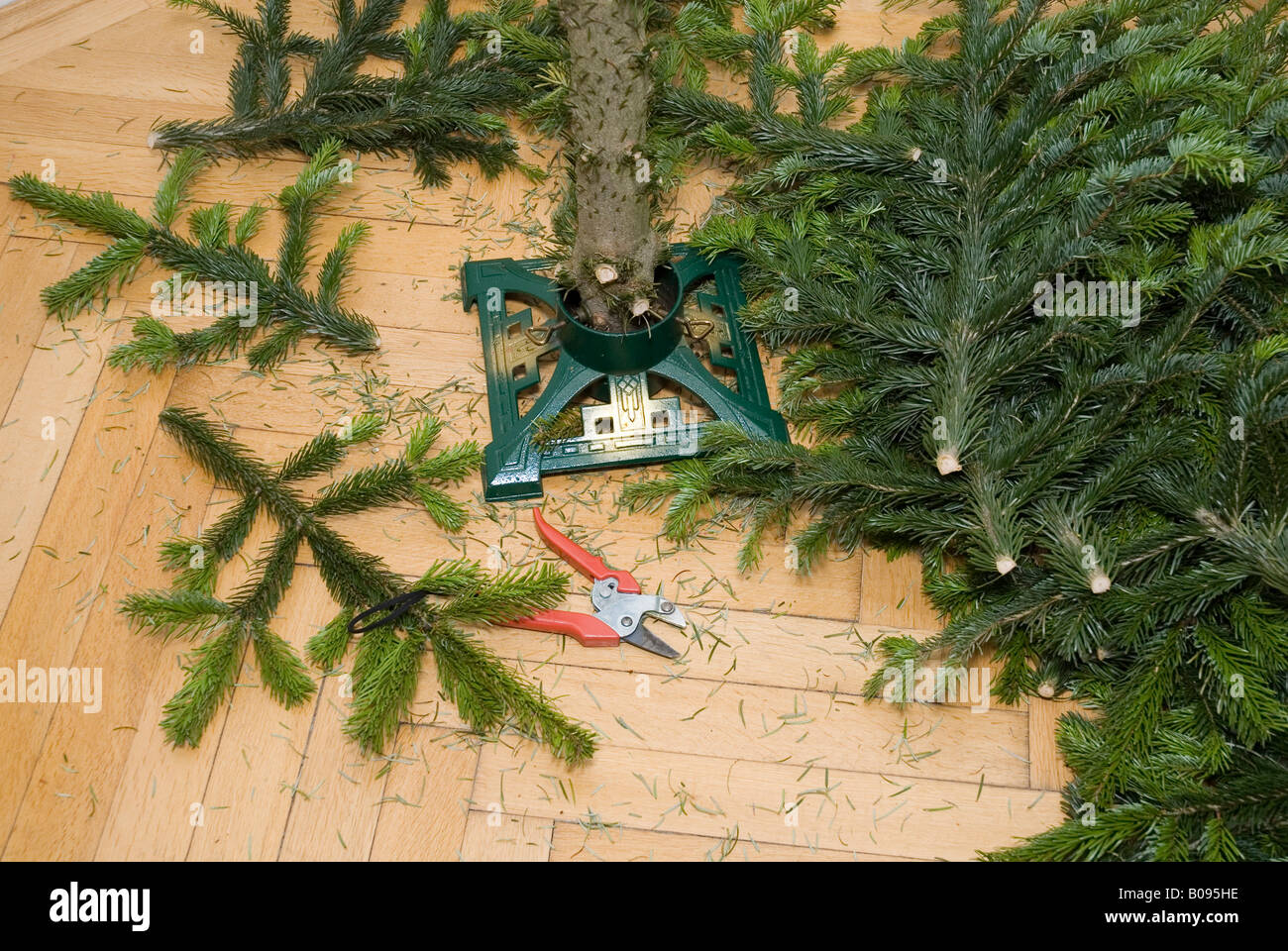 Weihnachtsbaum mit seinem Rüssel noch in den Baumbestand, Branchen und Gartenarbeitscheren auf dem Boden neben dem Stand abgebaut Stockfoto