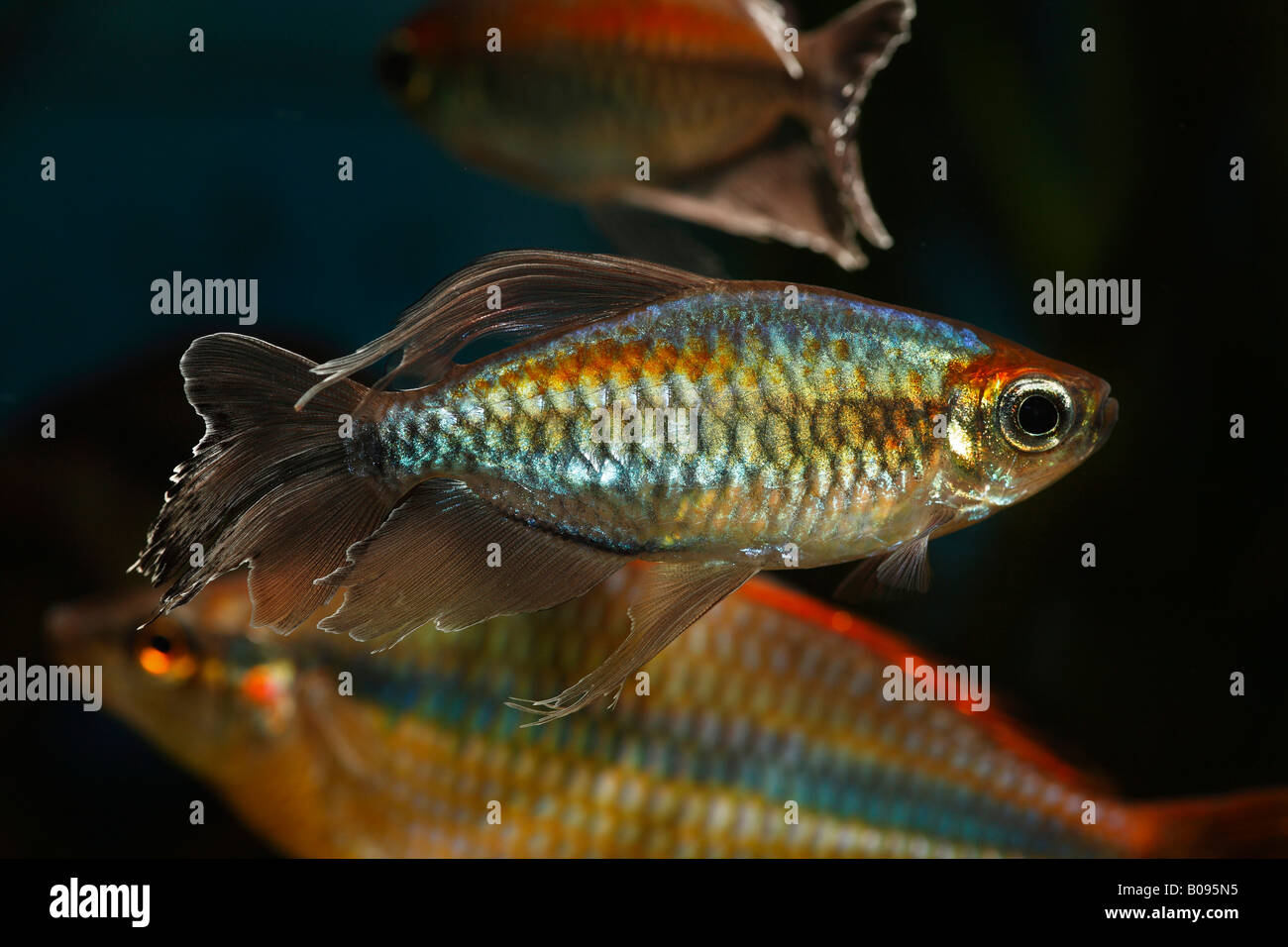 Kongo Tetra Fisch (Phenacogrammus Interruptus), Männlich, ursprünglich aus Afrika, Warmwasser, Süßwasseraquarium Stockfoto