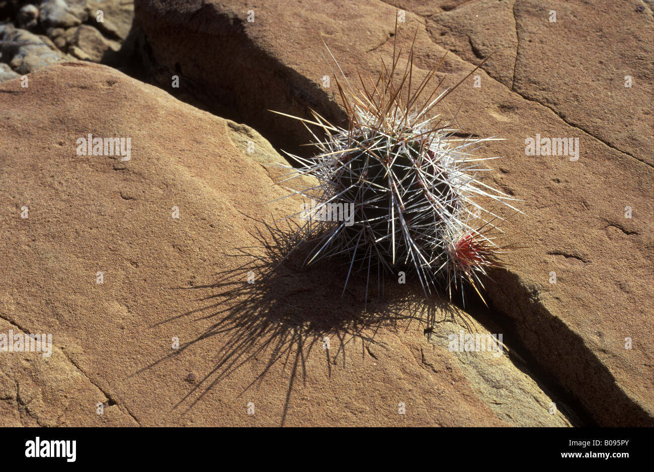 Kaktus wächst in einer Felsspalte, zwischen Felsen, Coahuila, Mexiko Stockfoto