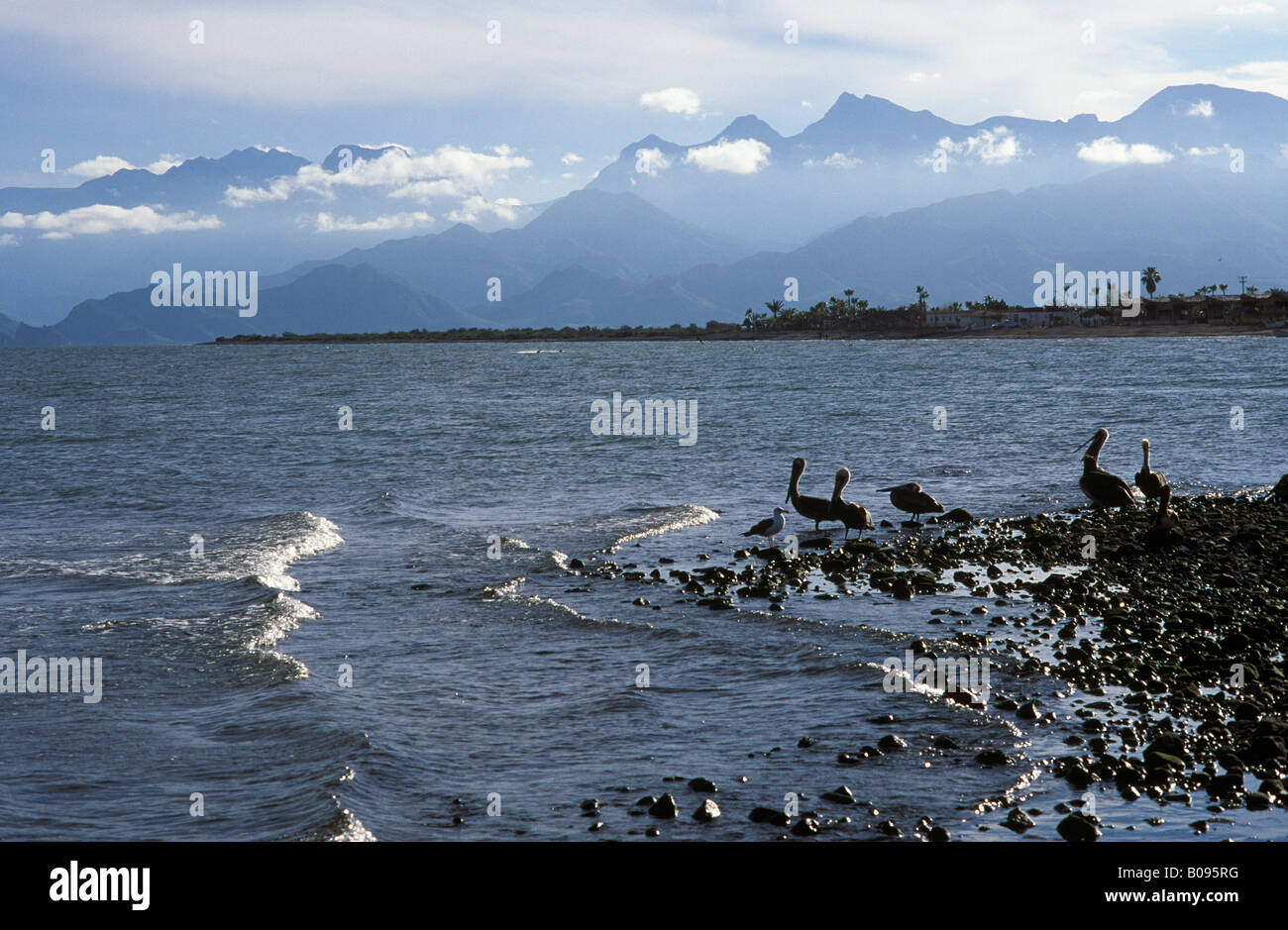 Loreto, Küste mit Pelikanen, Baja California Sur, Mexiko Stockfoto
