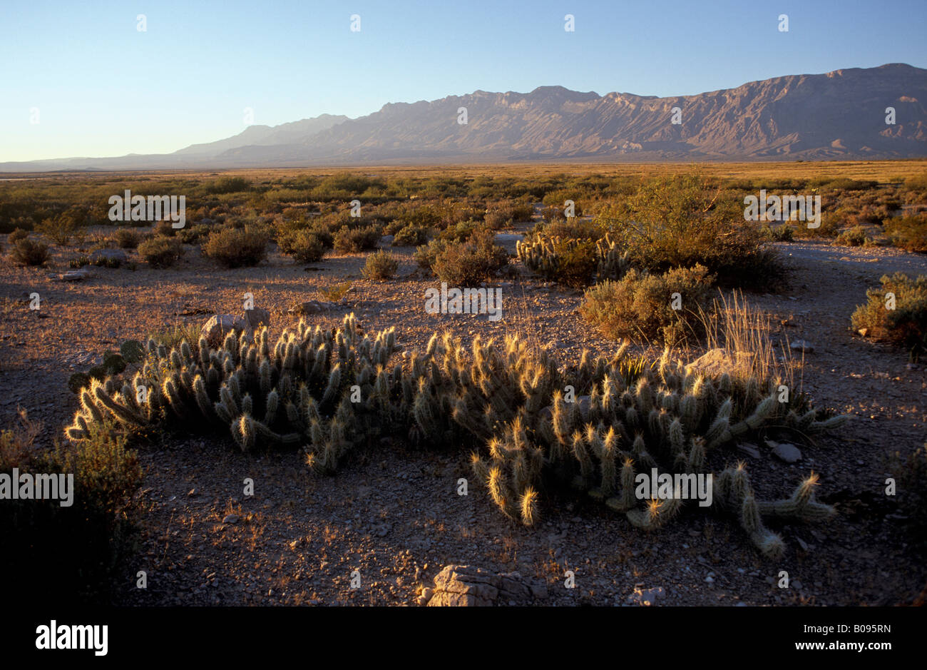 Cuatro Ciénegas Becken, Coahuila, Mexiko Stockfoto