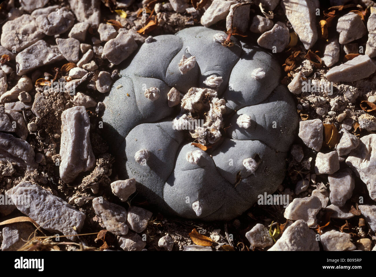 Peyote Kaktus oder Mescal Button (Lophophora Williamsii), Meskalin Droge, Coahuila, Mexiko Stockfoto