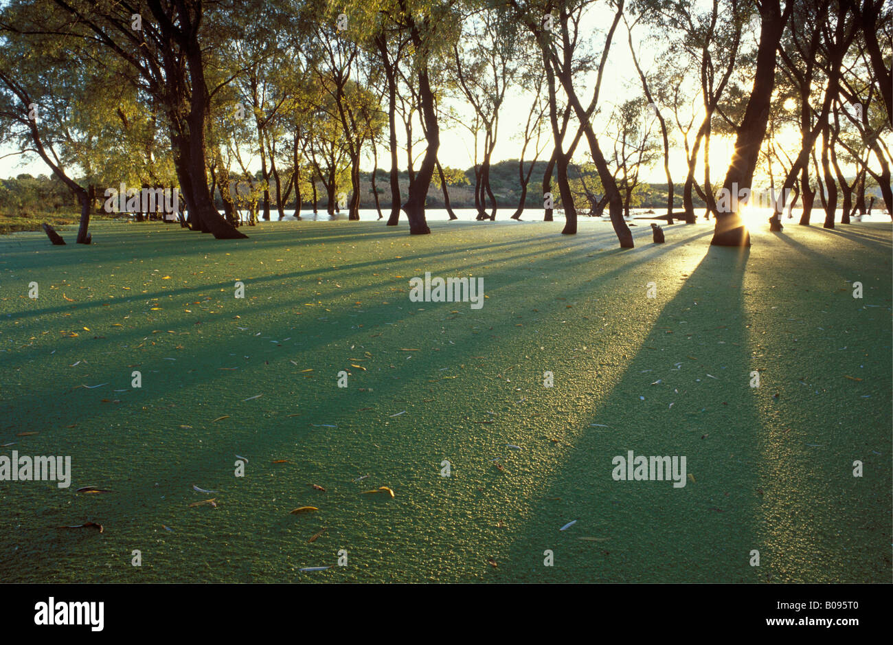 Stausee Stausee bedeckt mit Algen, Sierra Fria, Aguascalientes, Mexiko Stockfoto
