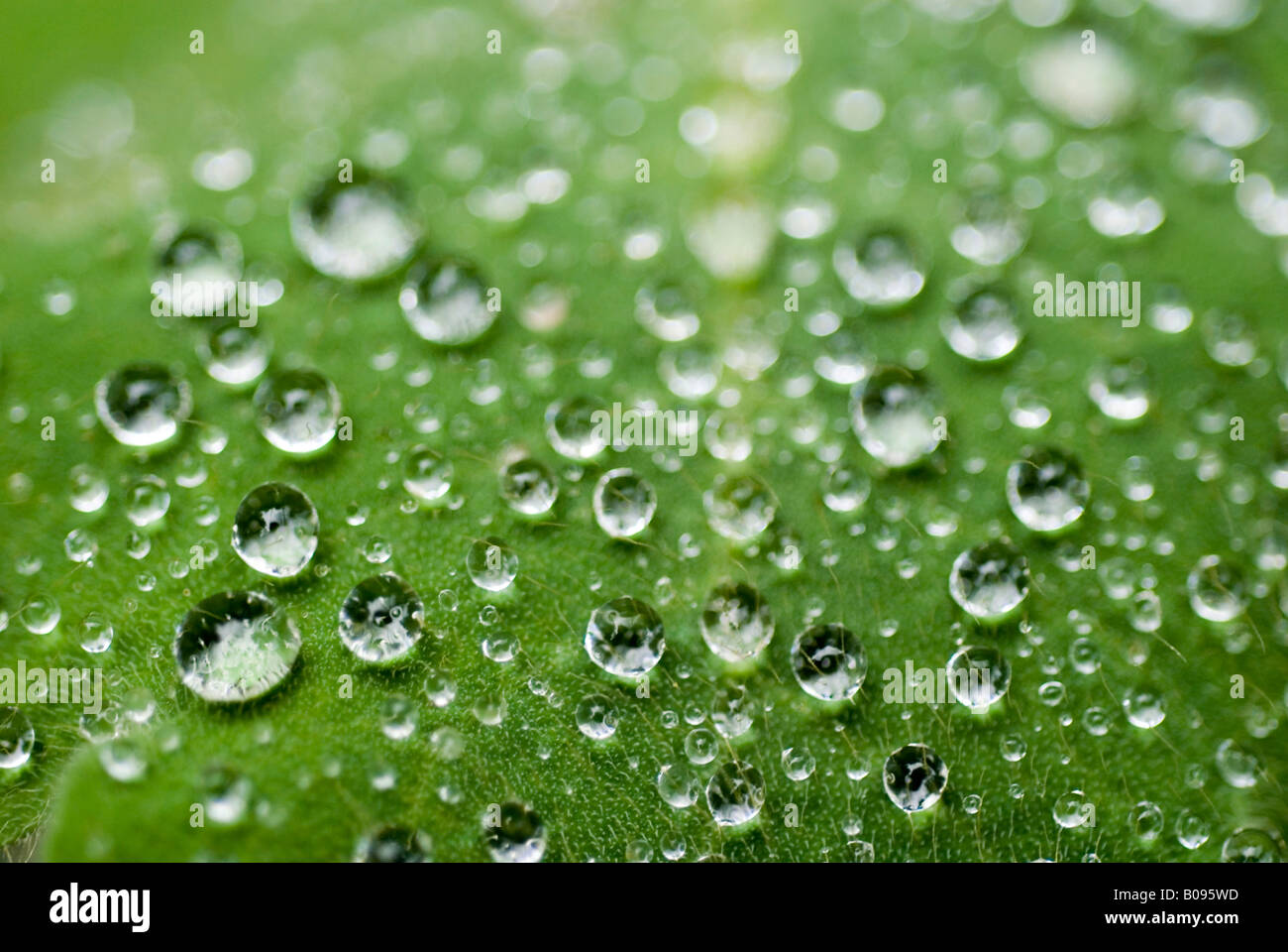 Wassertropfen gebildet von einem grünen Blatt, Makroaufnahme Stockfoto